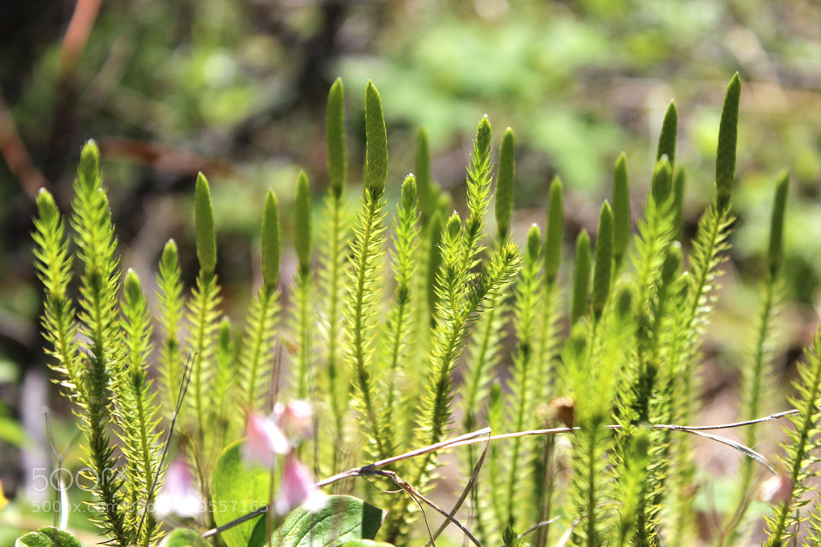 Canon EOS 600D (Rebel EOS T3i / EOS Kiss X5) sample photo. Img photography