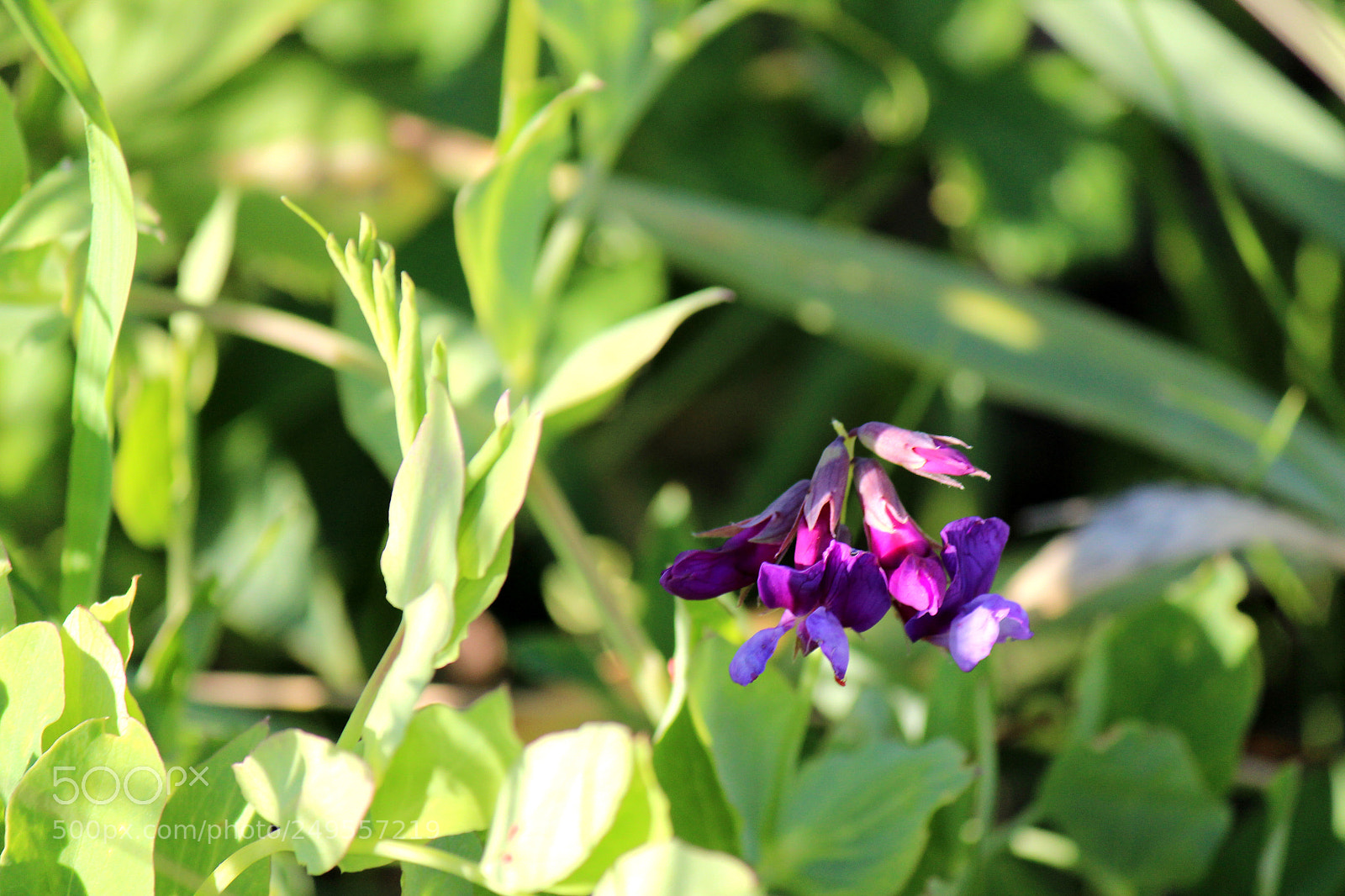 Canon EOS 600D (Rebel EOS T3i / EOS Kiss X5) sample photo. Img photography