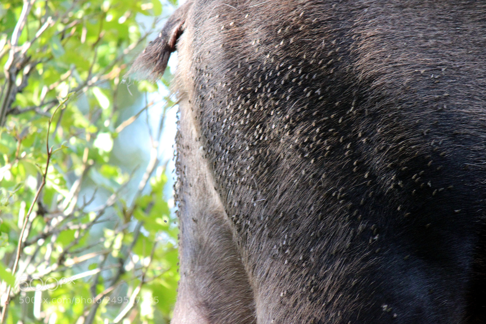 Canon EOS 600D (Rebel EOS T3i / EOS Kiss X5) sample photo. Img photography