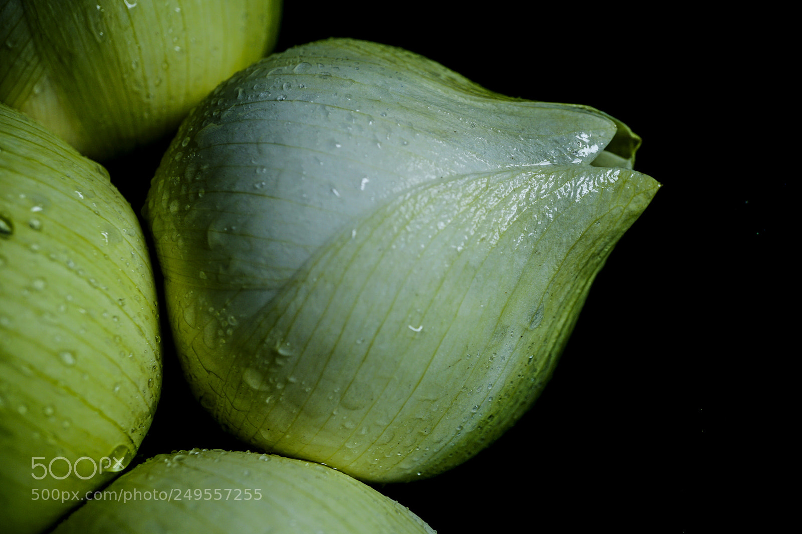 Sony a6000 sample photo. Lotus flower photography