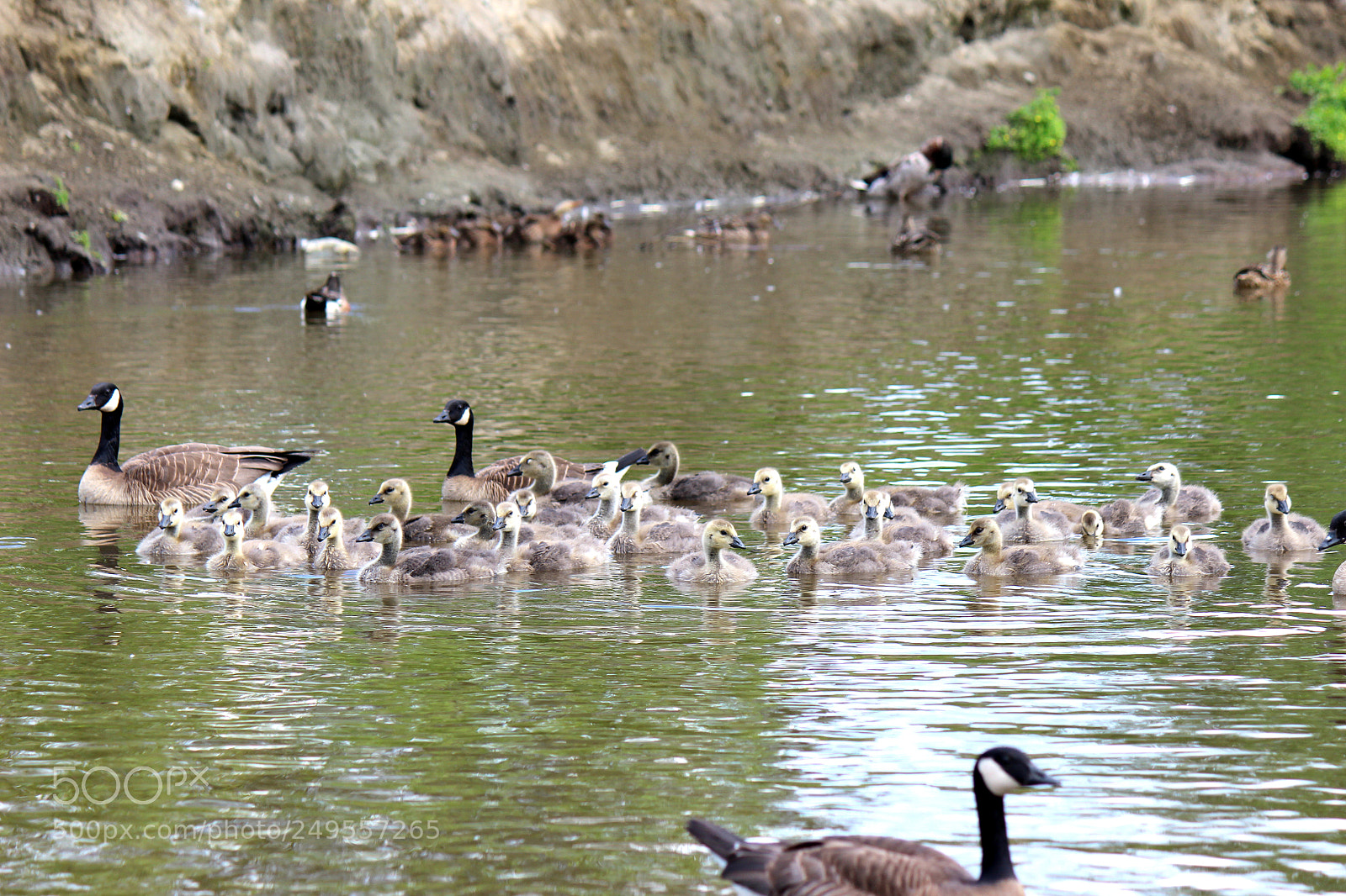 Canon EOS 600D (Rebel EOS T3i / EOS Kiss X5) sample photo. Img photography