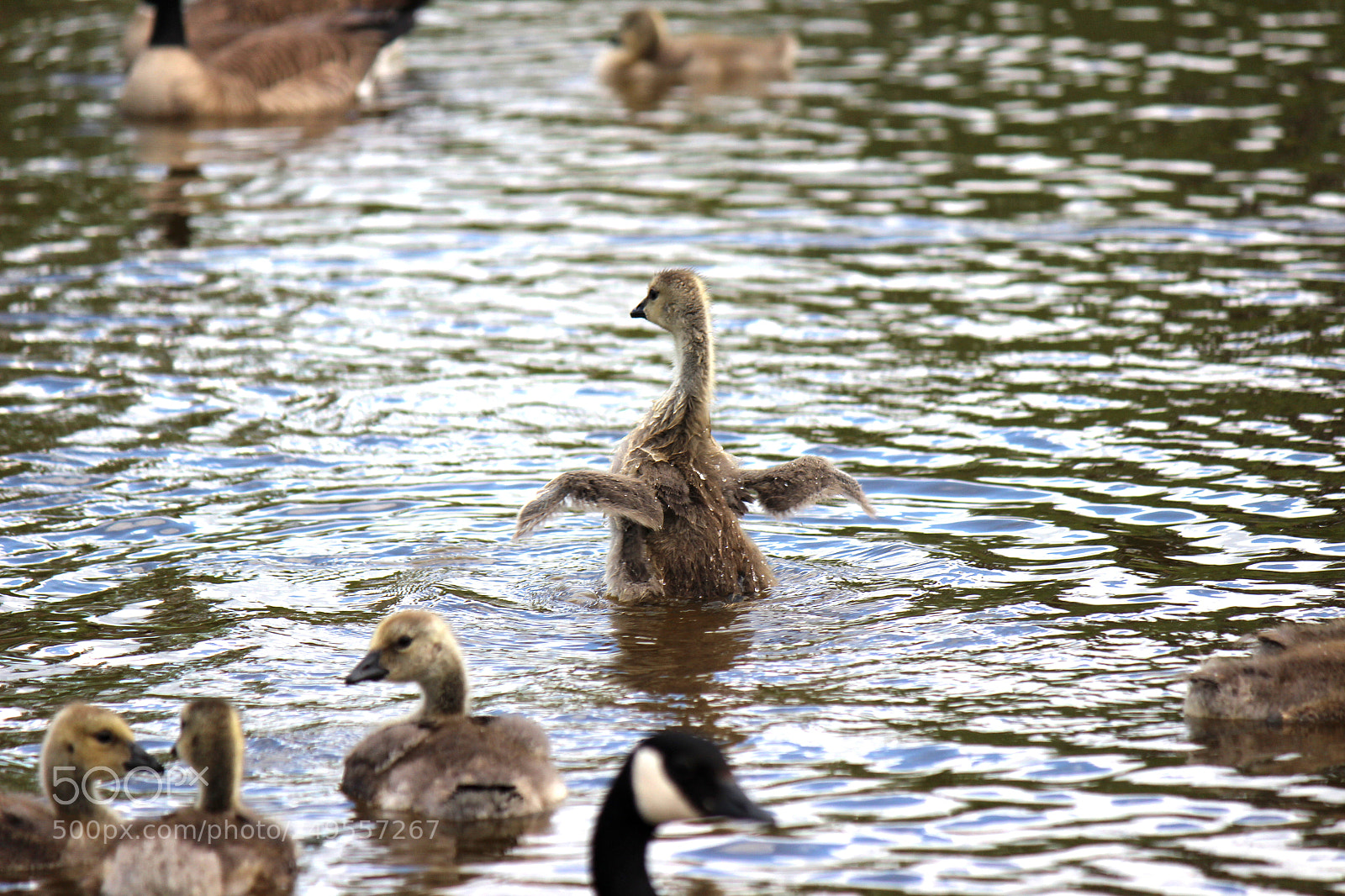 Canon EOS 600D (Rebel EOS T3i / EOS Kiss X5) sample photo. Img photography