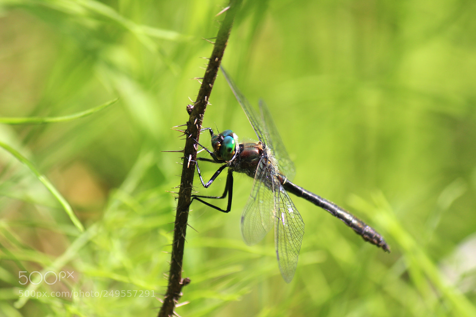 Canon EOS 600D (Rebel EOS T3i / EOS Kiss X5) sample photo. Img photography