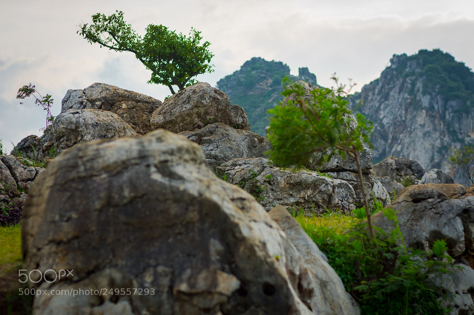 Nikon D7100 sample photo. Bud photography