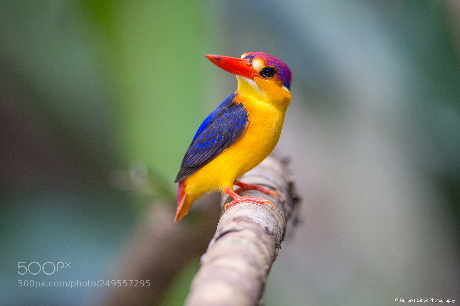 Nikon D4 sample photo. Miniature kingfisher photography