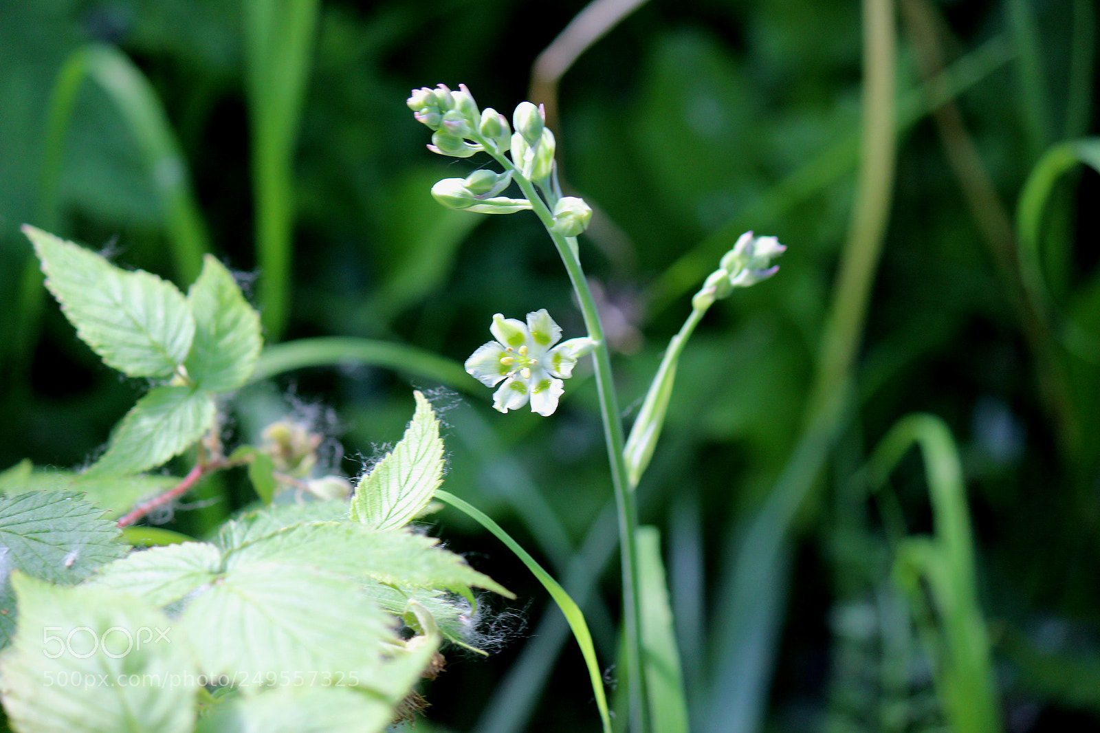 Canon EOS 600D (Rebel EOS T3i / EOS Kiss X5) sample photo. Img photography