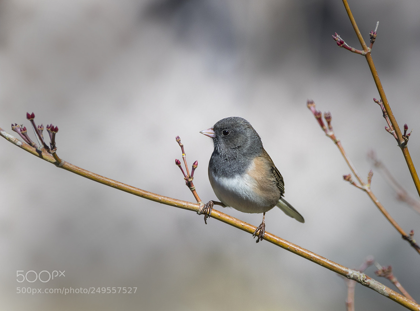 Canon EOS M5 sample photo. Dark-eyed junco photography