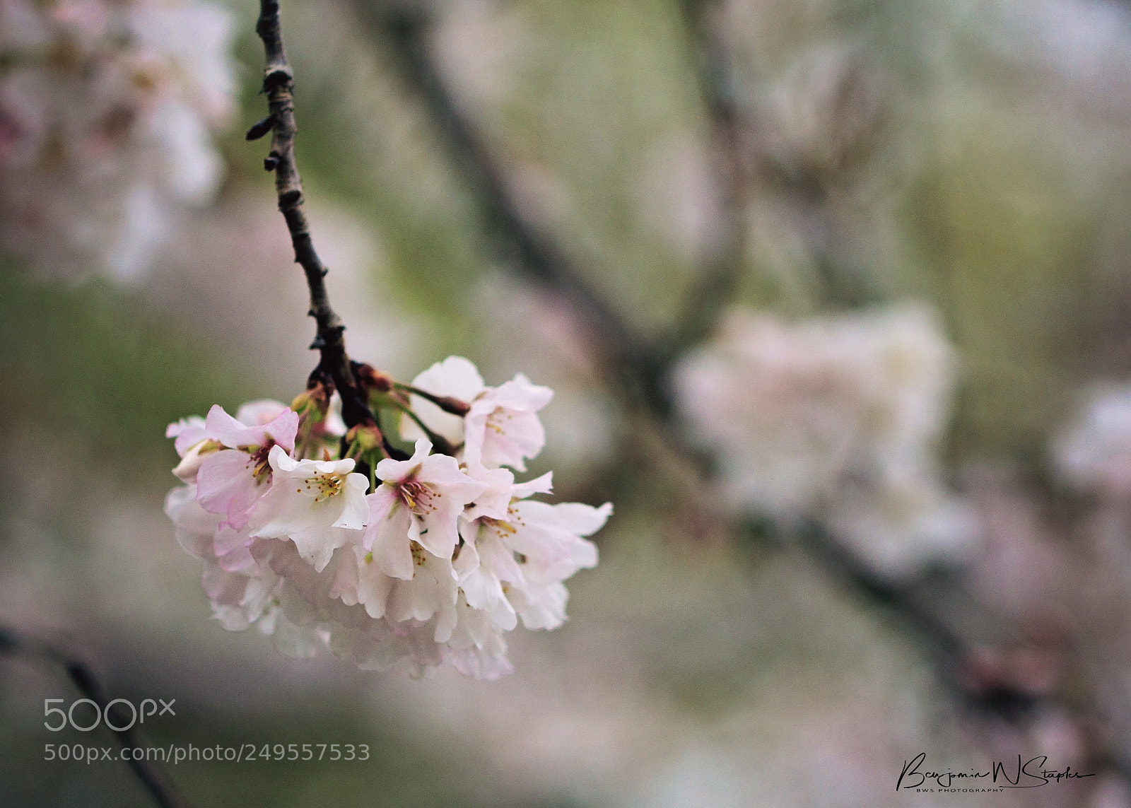 Canon EOS 80D sample photo. Blossoms photography
