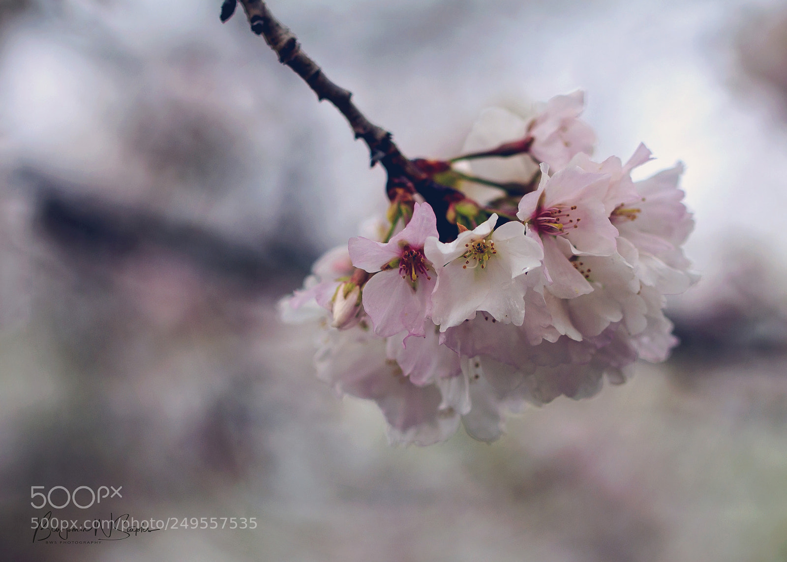 Canon EOS 80D sample photo. Spring bouquet photography