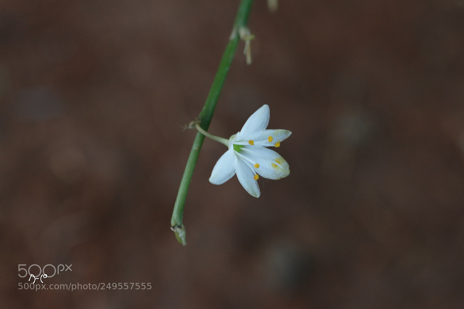 Canon EOS M10 sample photo. Spider plant flower photography