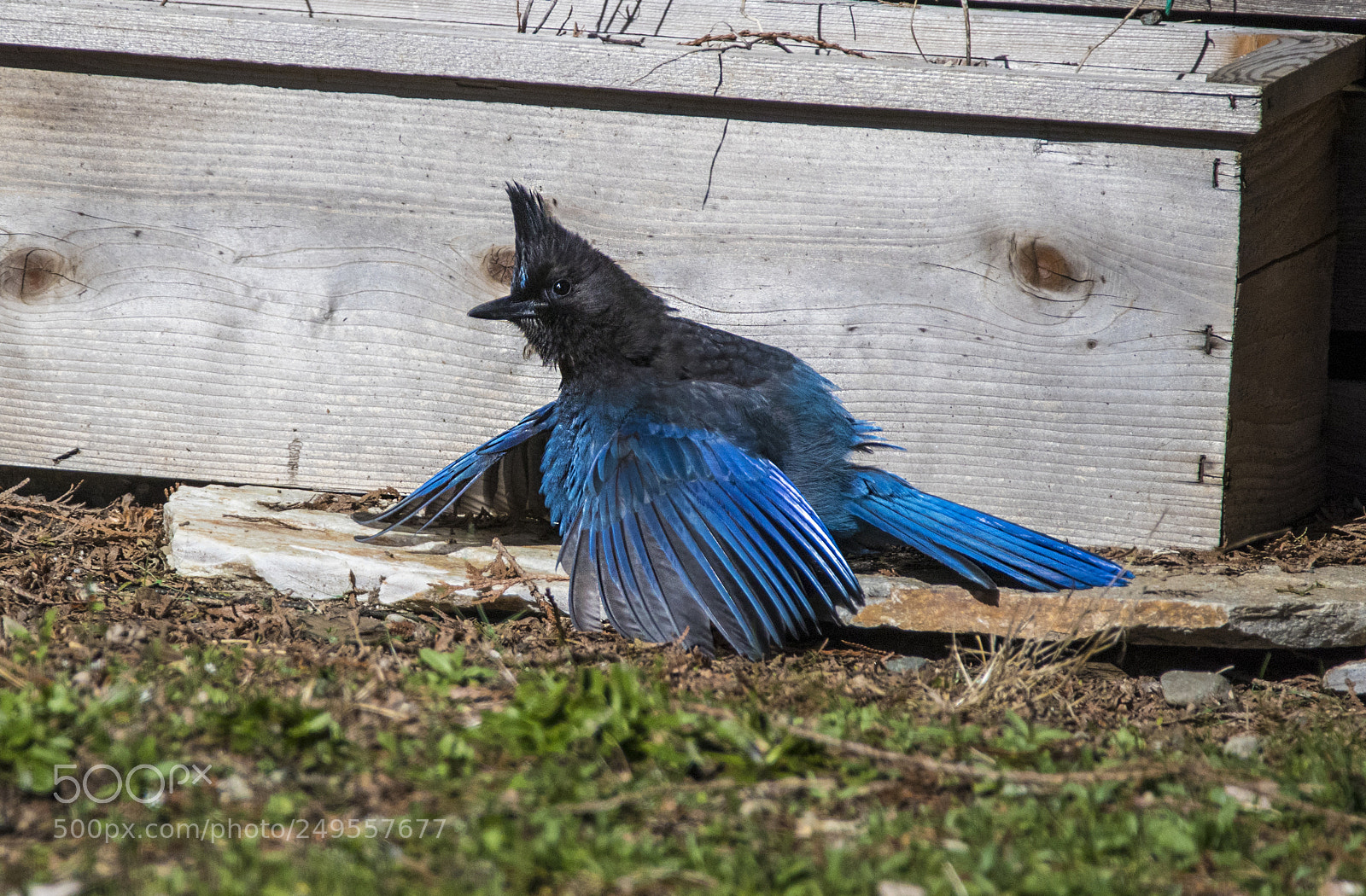 Canon EOS M5 sample photo. Sunning steller's jay photography