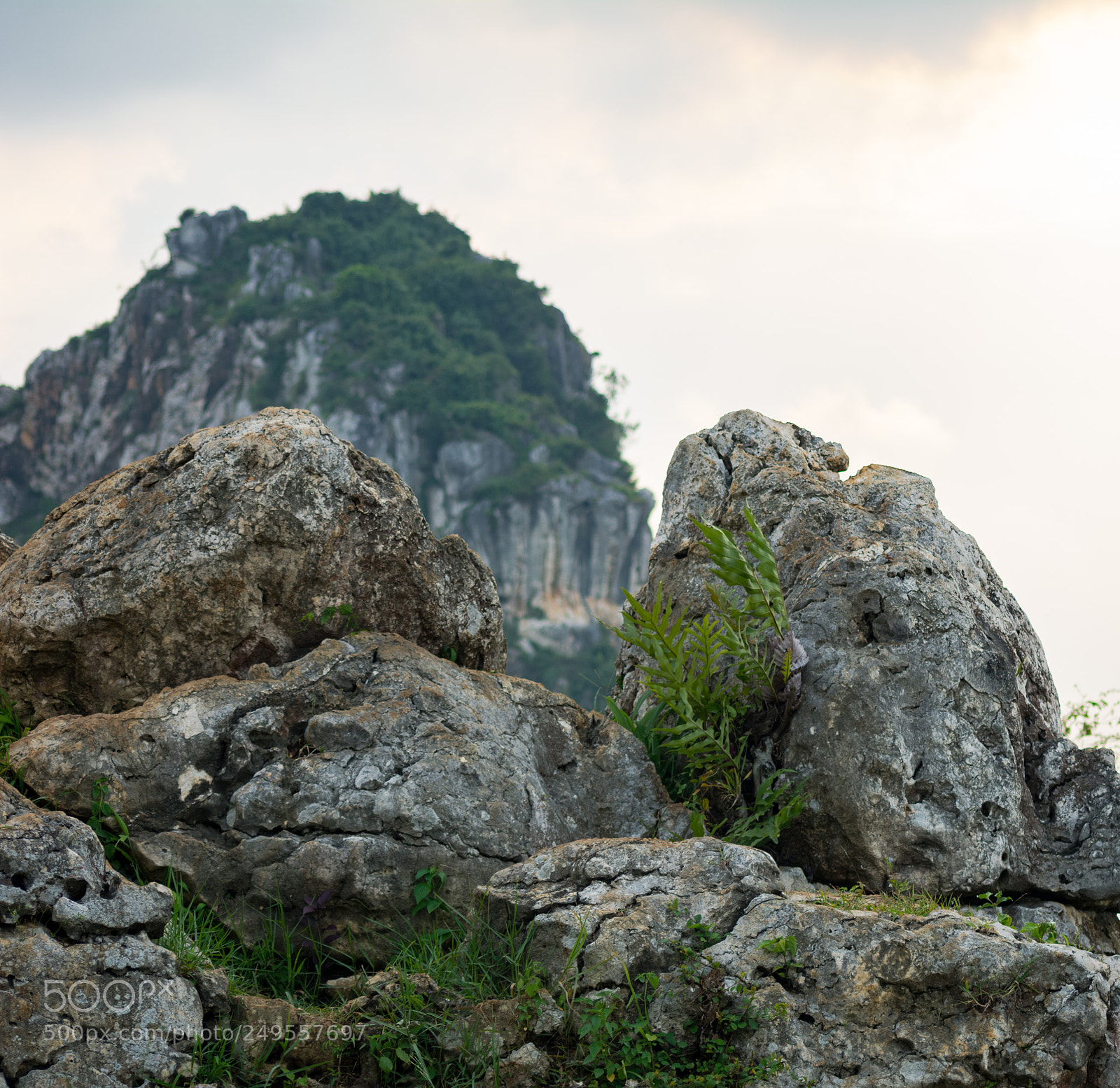 Nikon D7100 sample photo. Bud photography