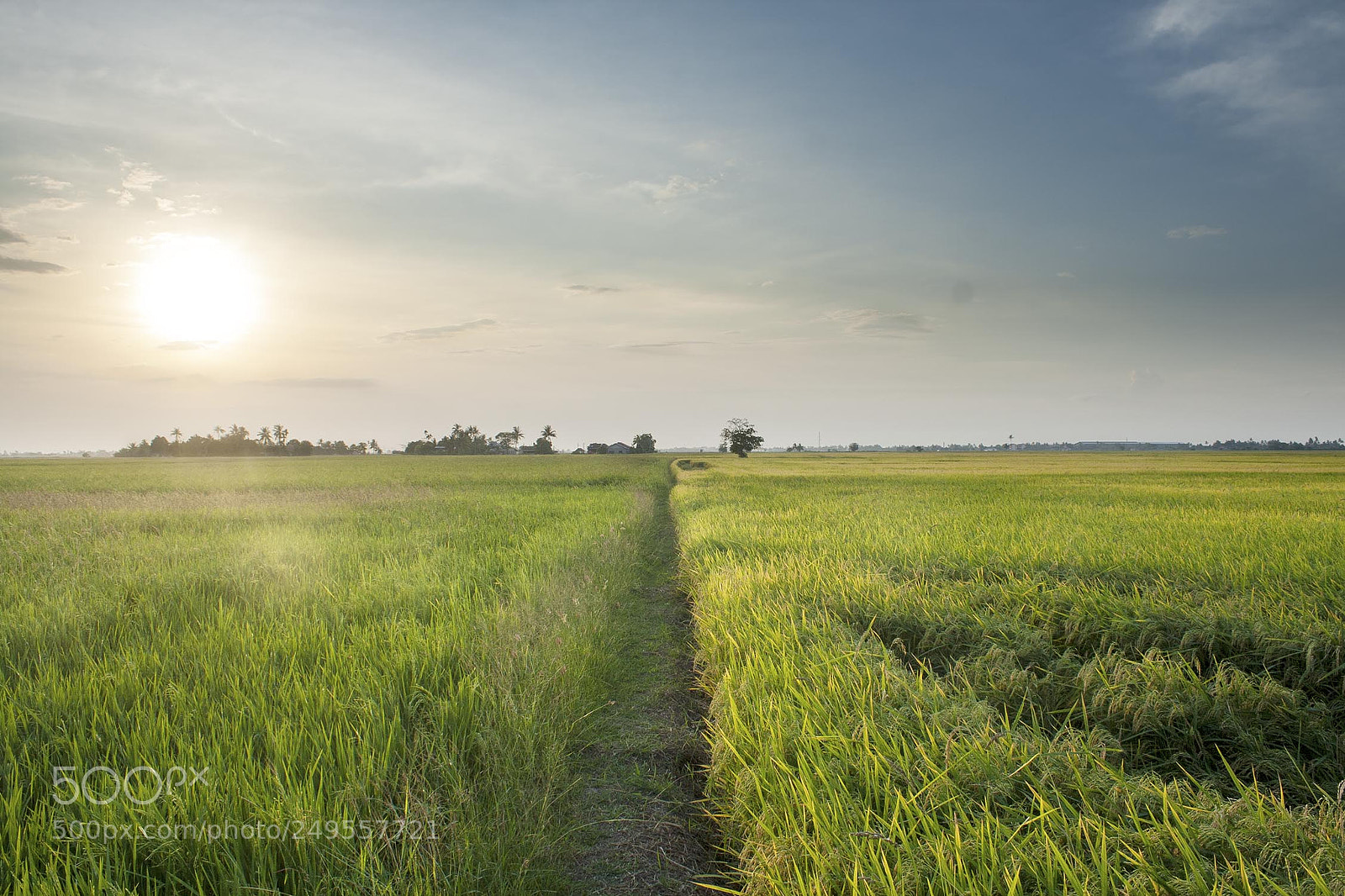 Canon EOS 400D (EOS Digital Rebel XTi / EOS Kiss Digital X) sample photo. Paddy field photography