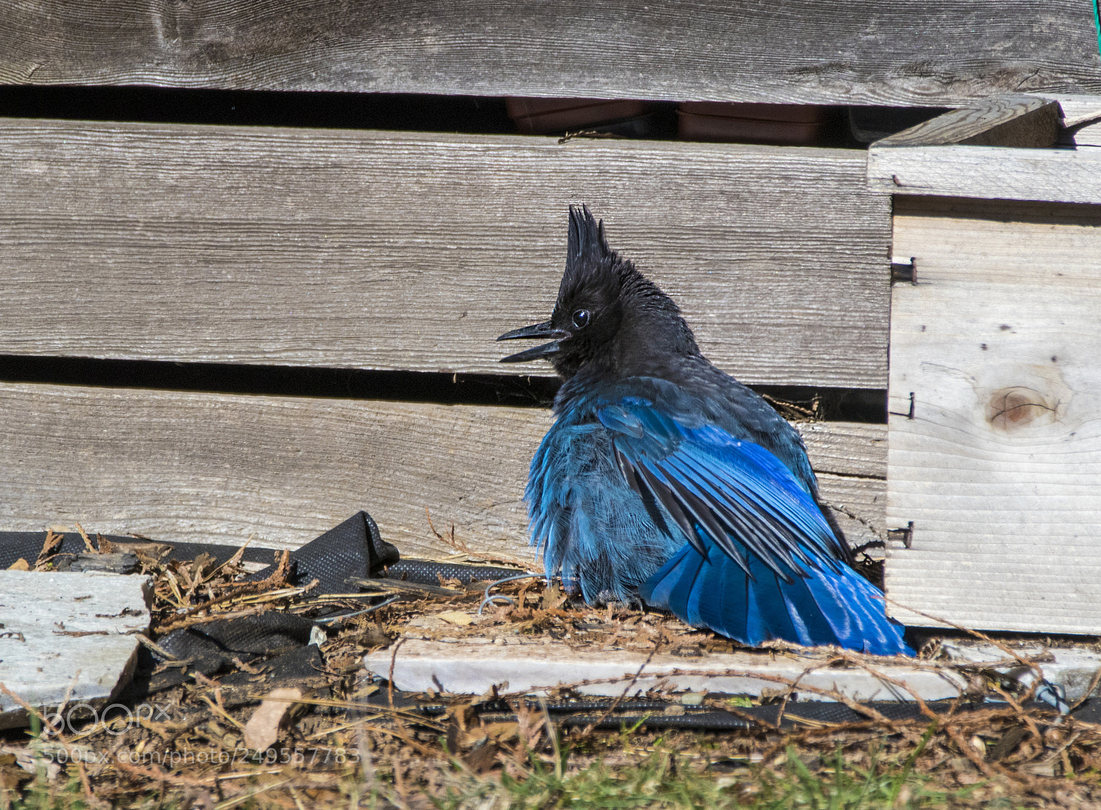 Canon EOS M5 sample photo. Steller's jay showing the photography