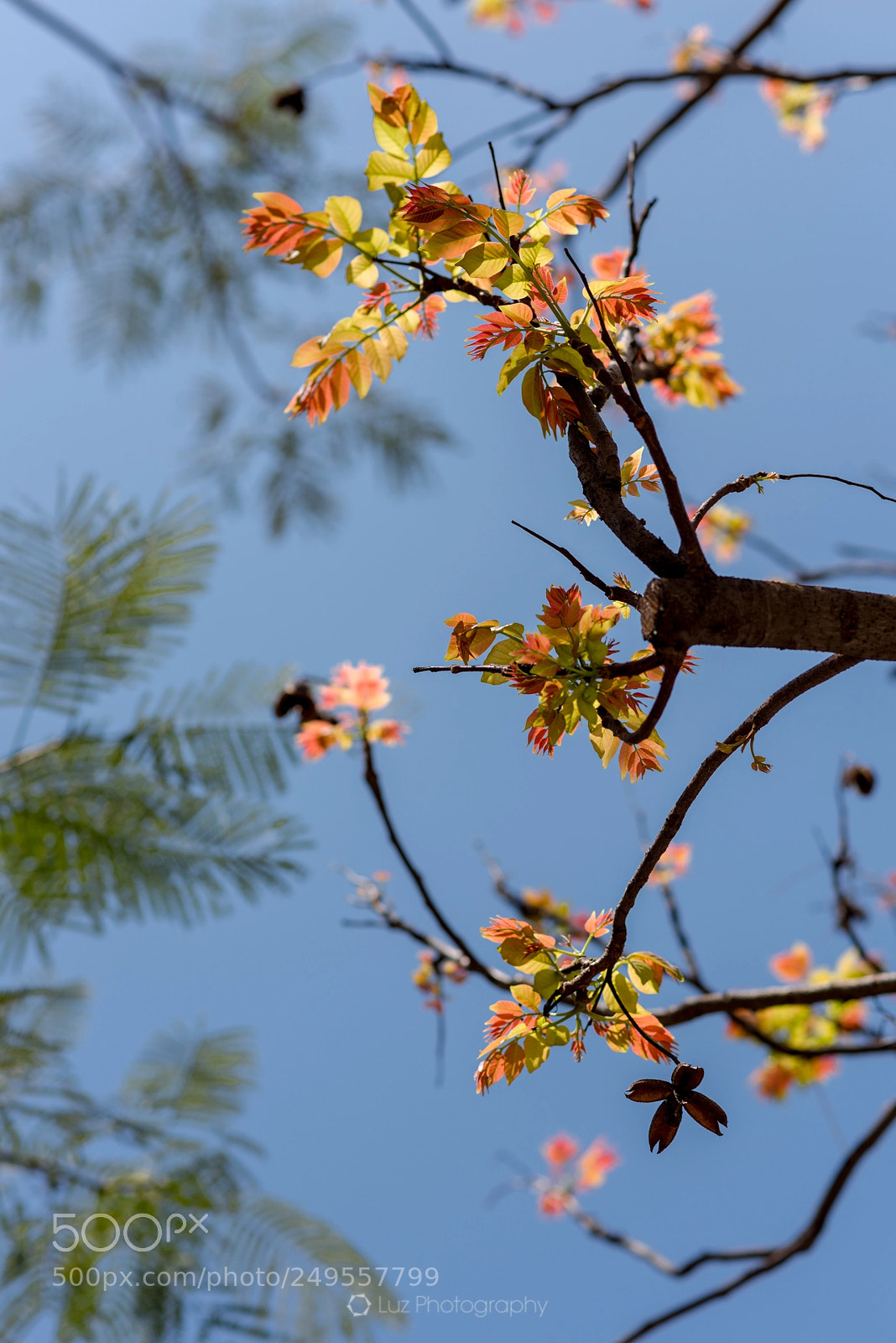 Nikon D810 sample photo. Bud photography