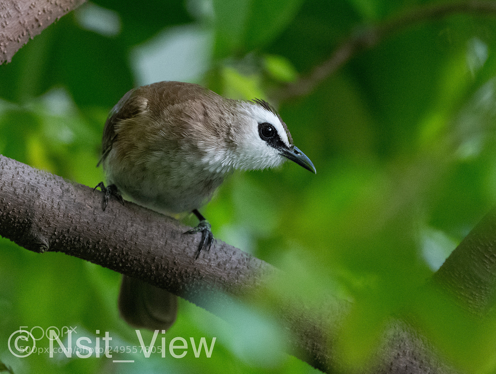 Nikon D500 sample photo. City bird photography
