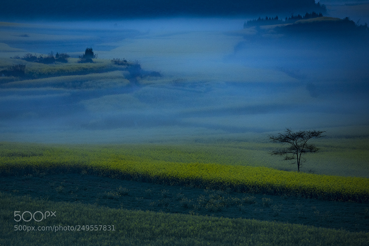Nikon D810 sample photo. Morning mist photography