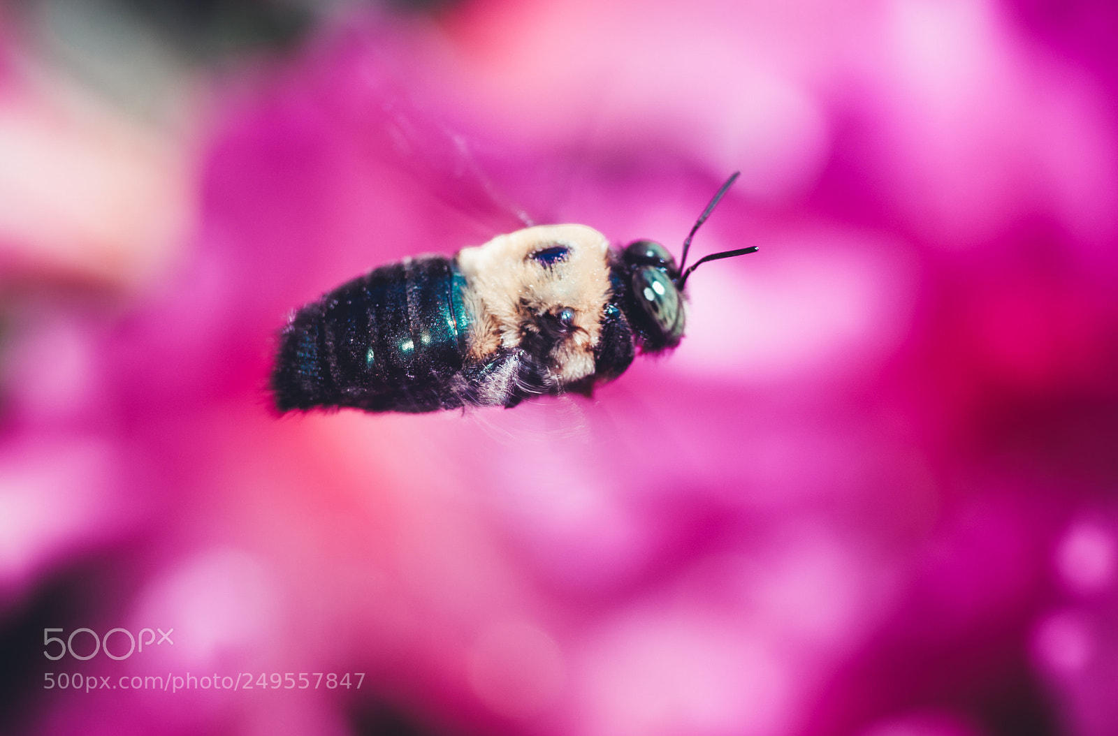 Sony Alpha DSLR-A900 sample photo. Bumble bee photography