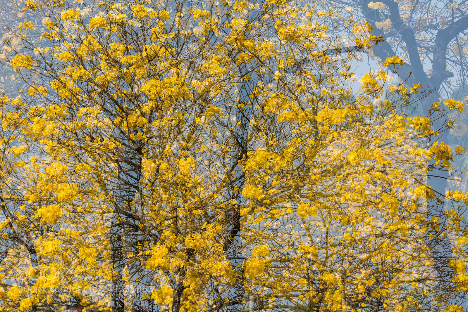 Nikon D810 sample photo. Flowers photography