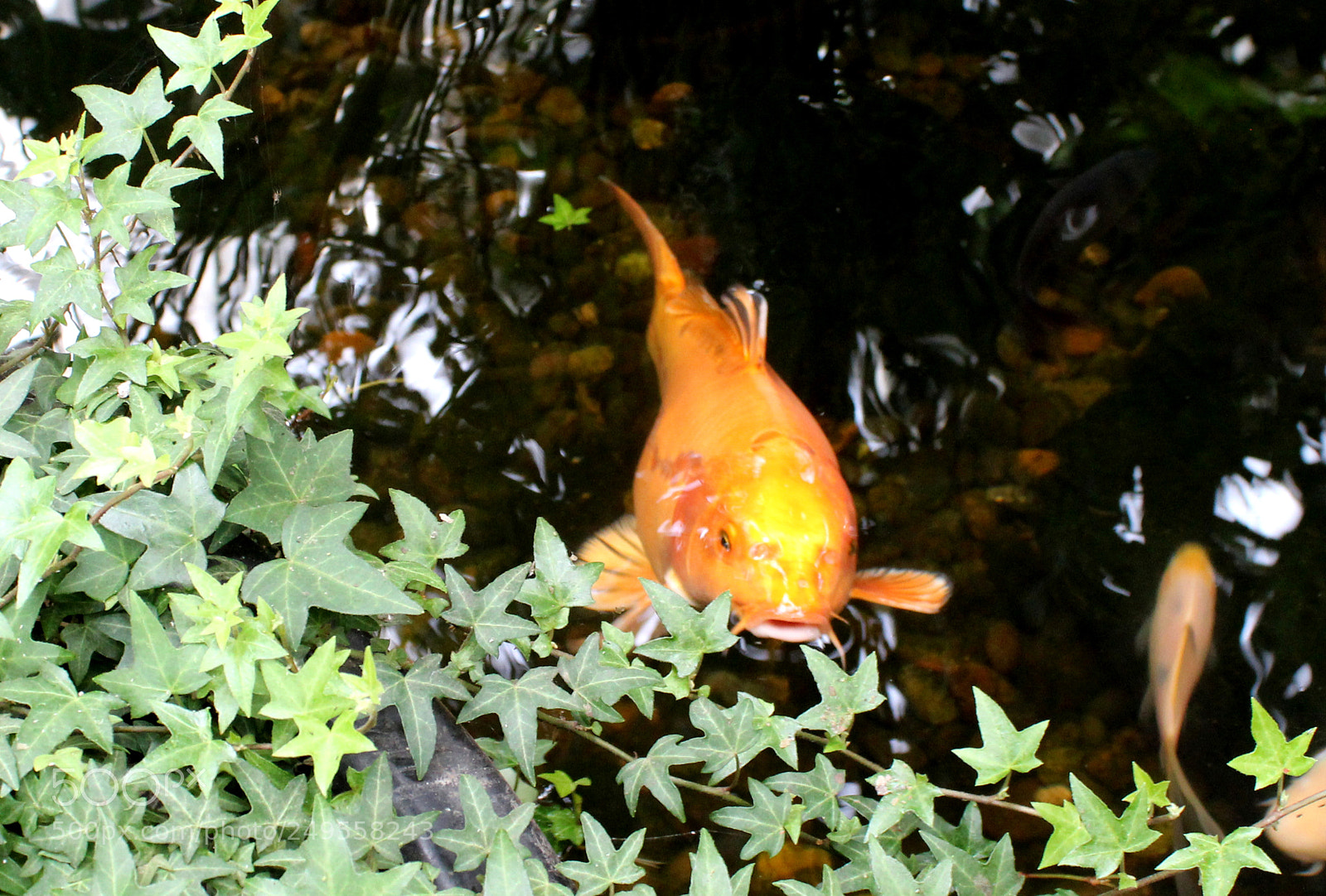 Canon EOS 600D (Rebel EOS T3i / EOS Kiss X5) sample photo. Coy koi photography