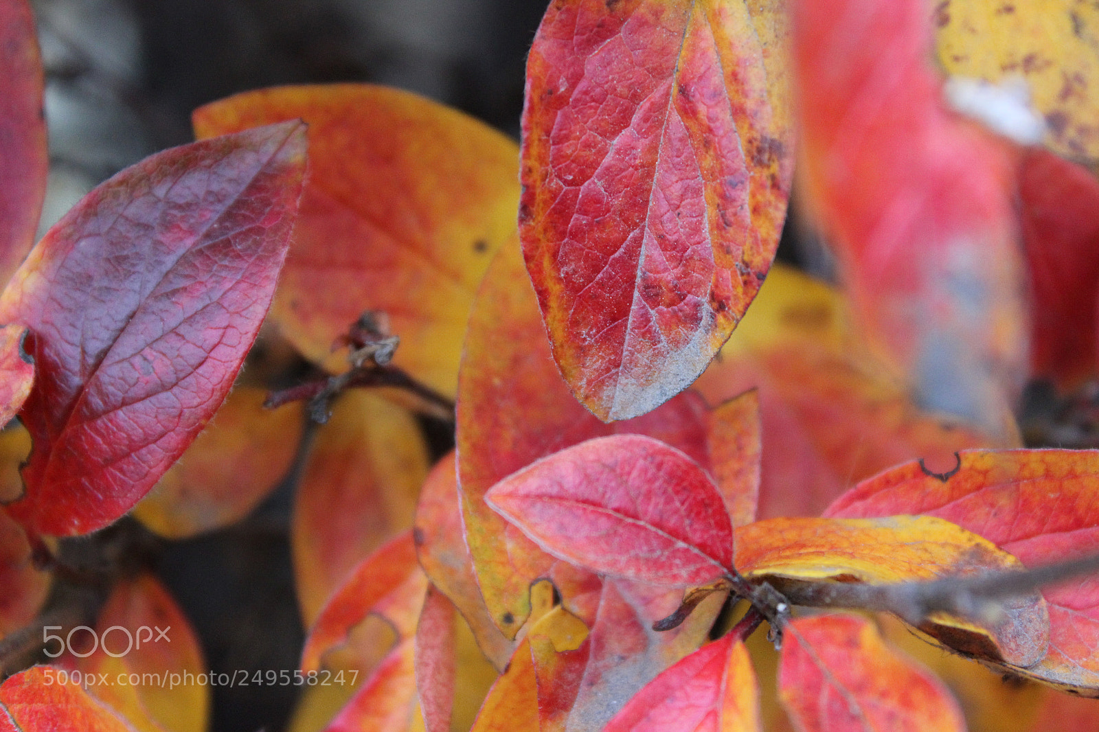 Canon EOS 600D (Rebel EOS T3i / EOS Kiss X5) sample photo. Img photography