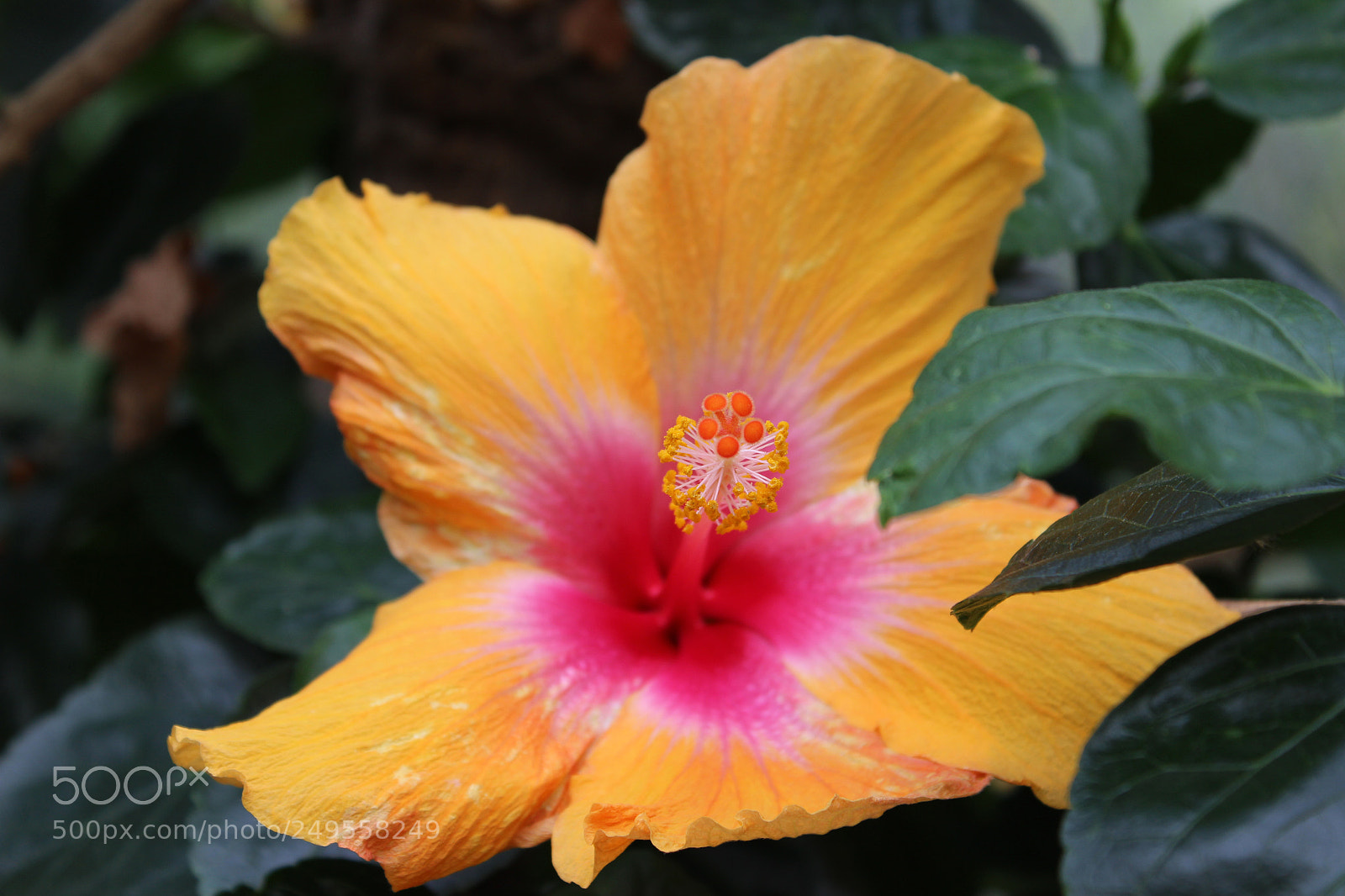 Canon EOS 600D (Rebel EOS T3i / EOS Kiss X5) sample photo. Img photography