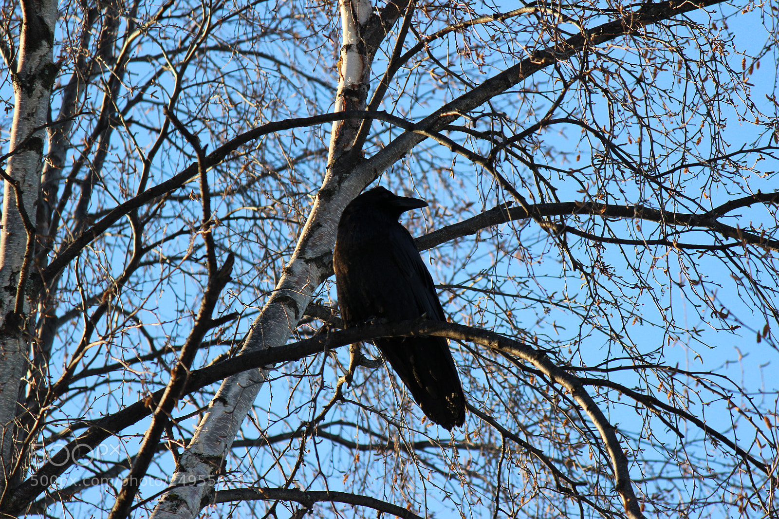 Canon EOS 600D (Rebel EOS T3i / EOS Kiss X5) sample photo. Img photography
