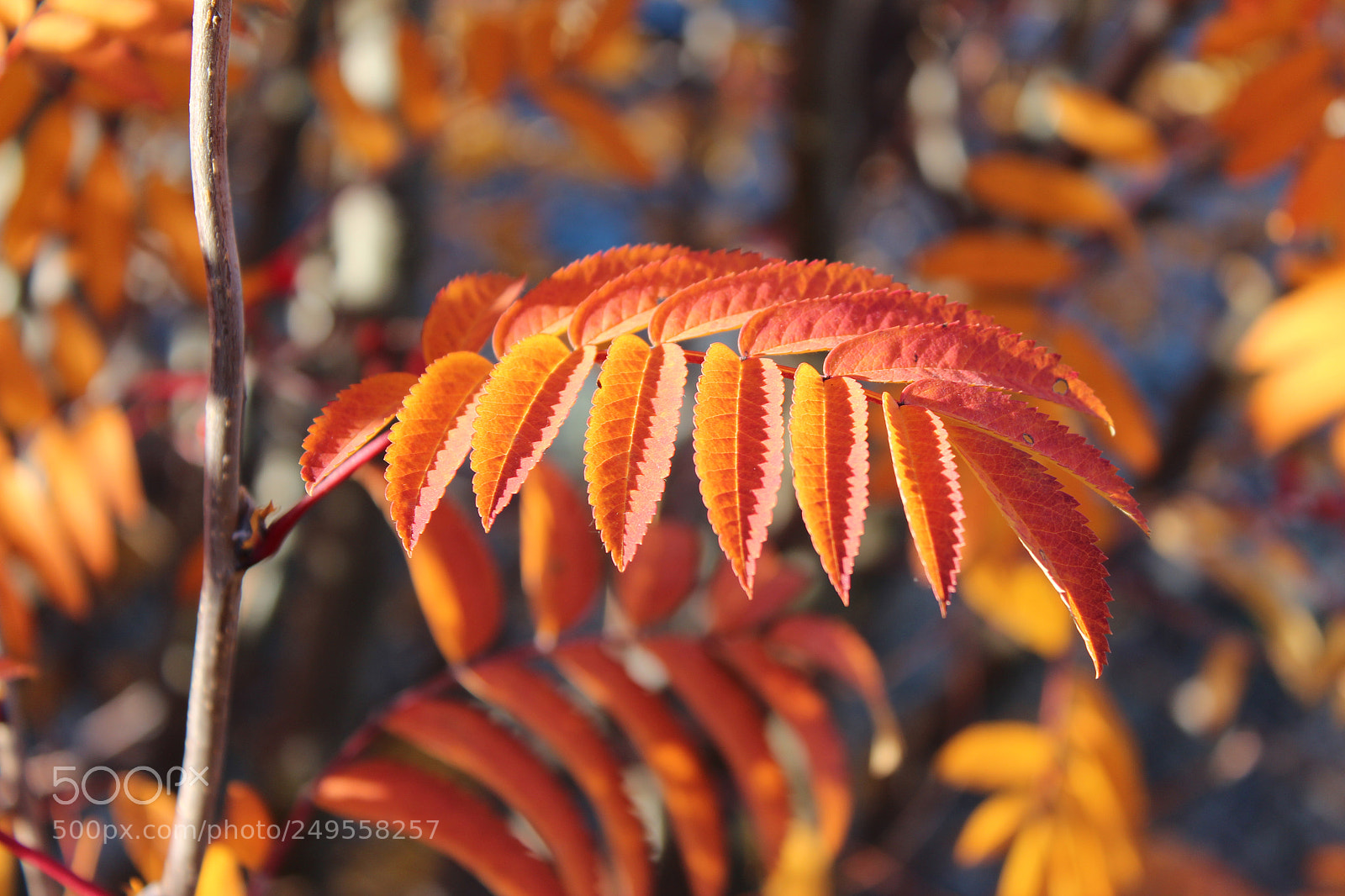 Canon EOS 600D (Rebel EOS T3i / EOS Kiss X5) sample photo. Img photography
