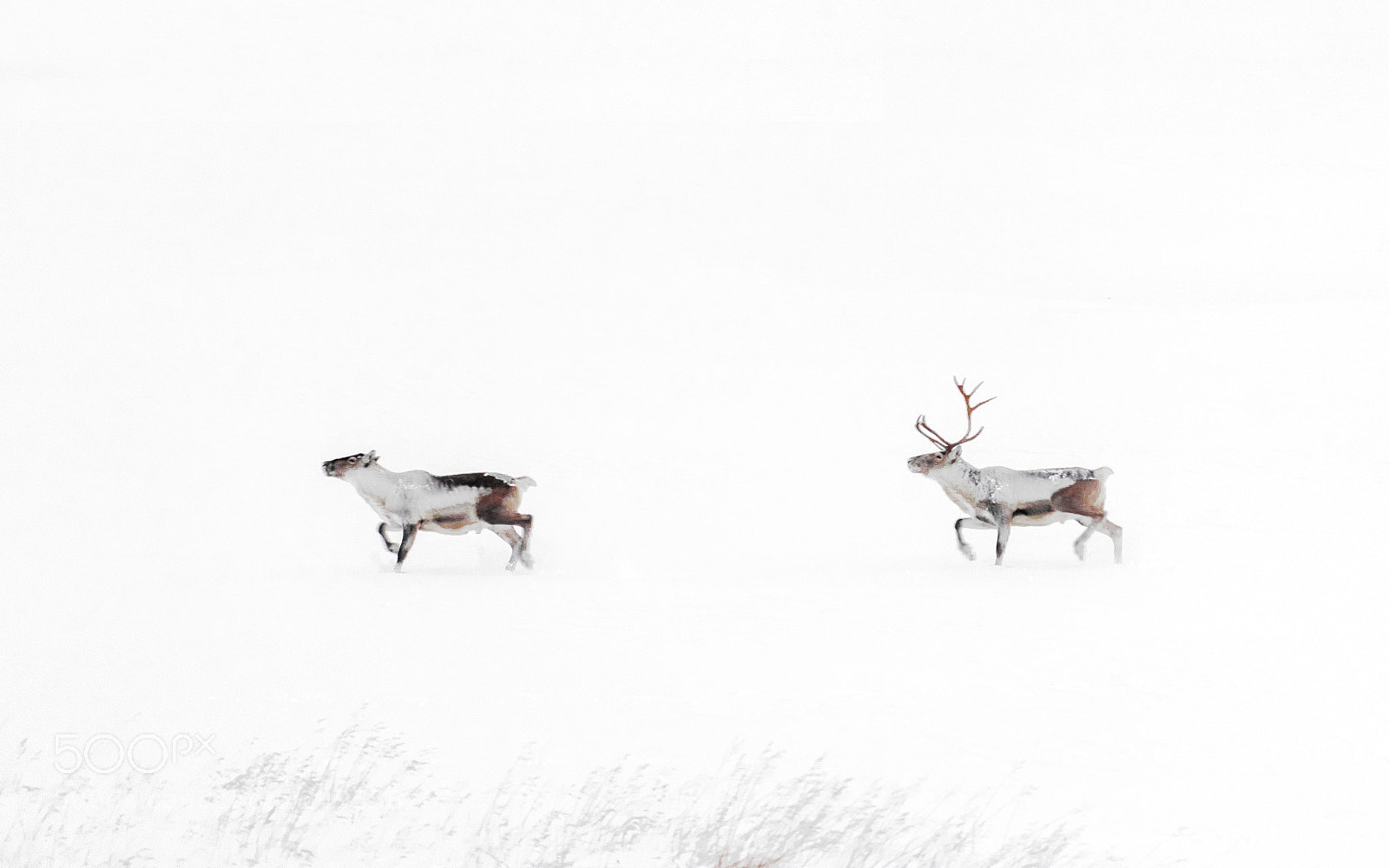 Sony a7 II sample photo. Reindeers in iceland photography