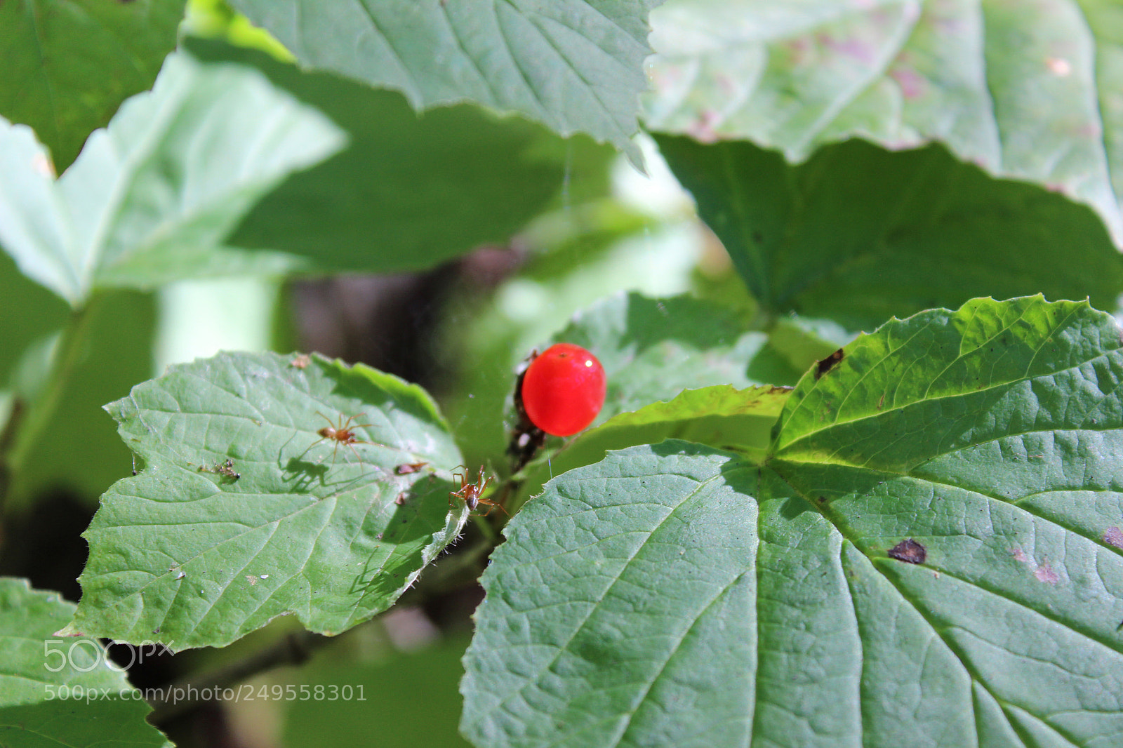 Canon EOS 600D (Rebel EOS T3i / EOS Kiss X5) sample photo. Img photography