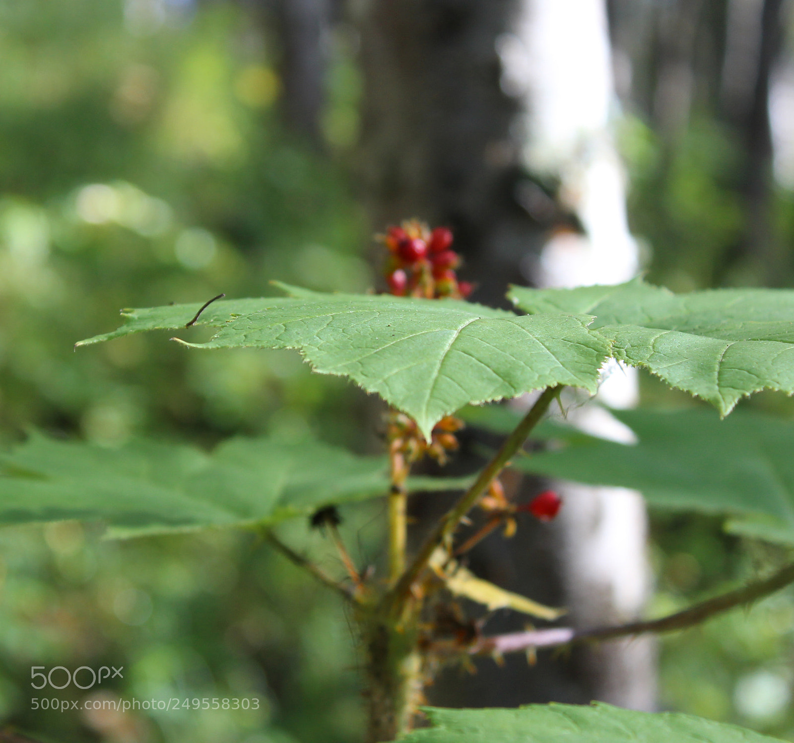 Canon EOS 600D (Rebel EOS T3i / EOS Kiss X5) sample photo. Img photography