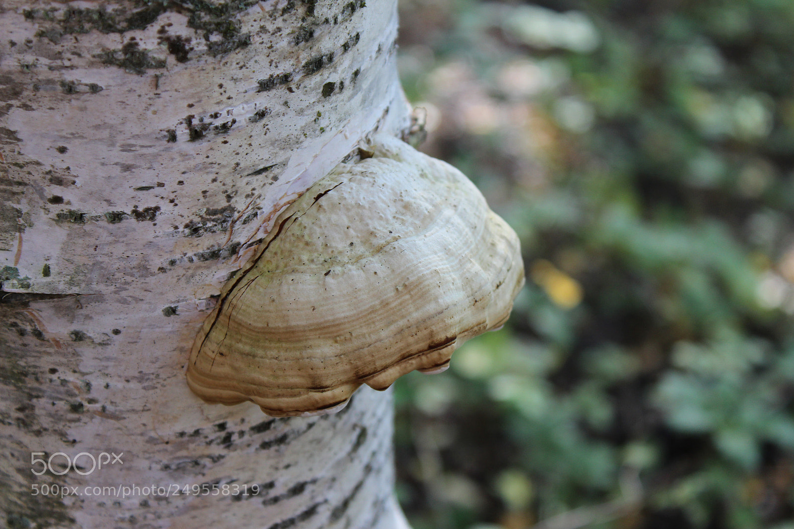 Canon EOS 600D (Rebel EOS T3i / EOS Kiss X5) sample photo. Img photography