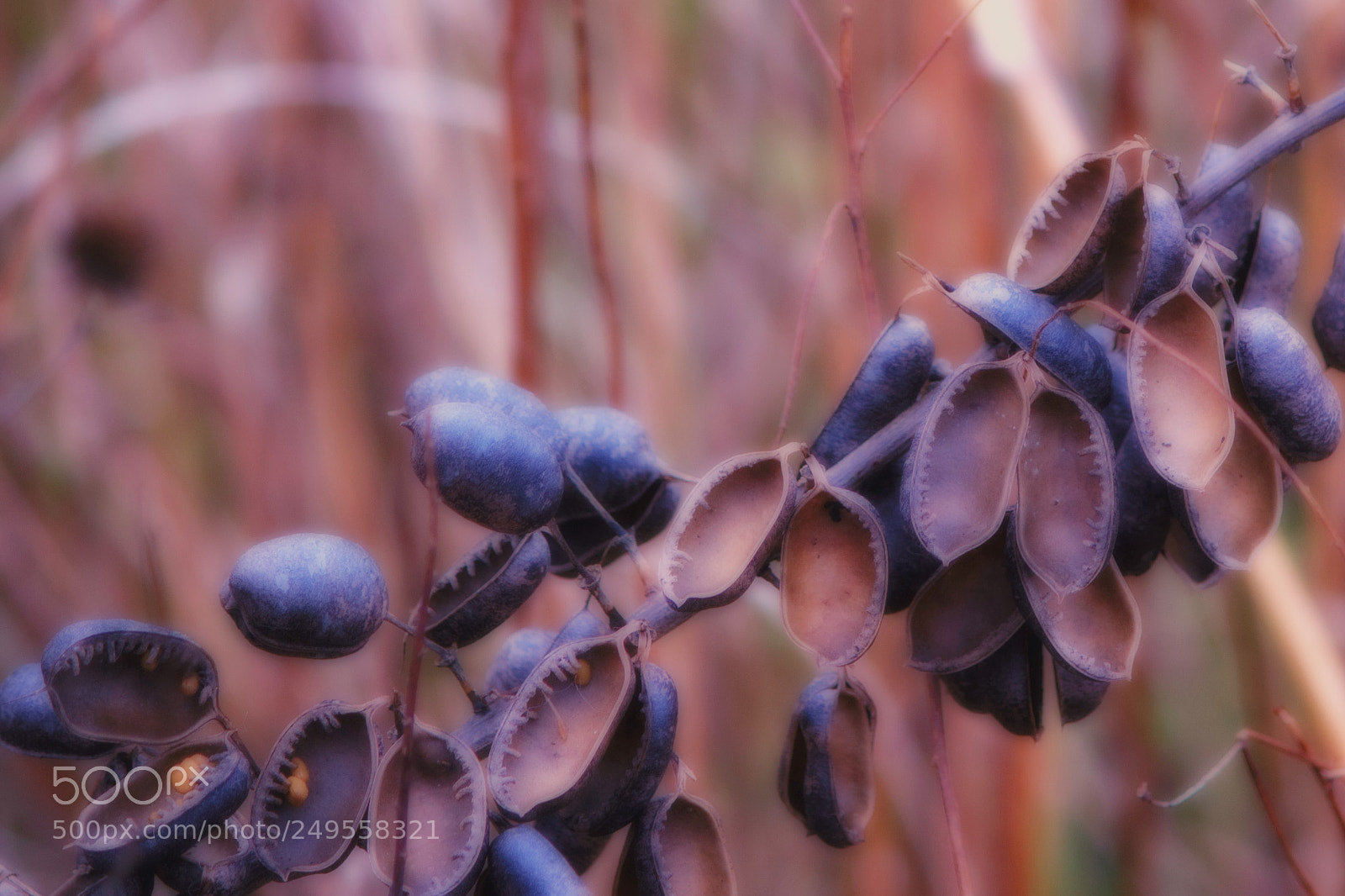 Canon EOS 100D (EOS Rebel SL1 / EOS Kiss X7) sample photo. Wild indigo seed pods photography