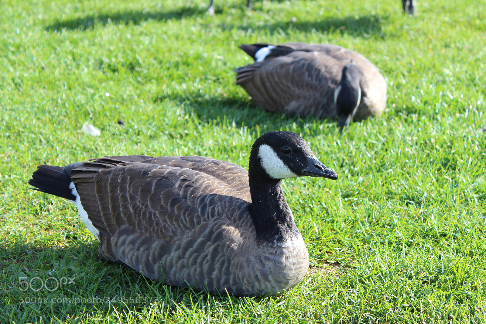 Canon EOS 600D (Rebel EOS T3i / EOS Kiss X5) sample photo. Img photography