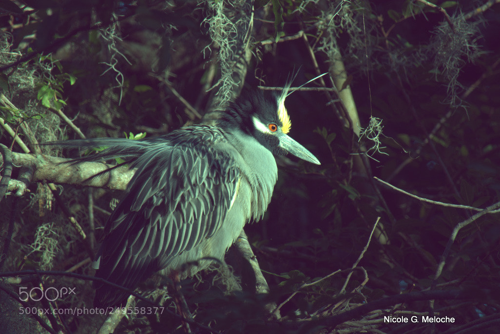 Sony Cyber-shot DSC-RX10 III sample photo. Yellow crested night heron photography