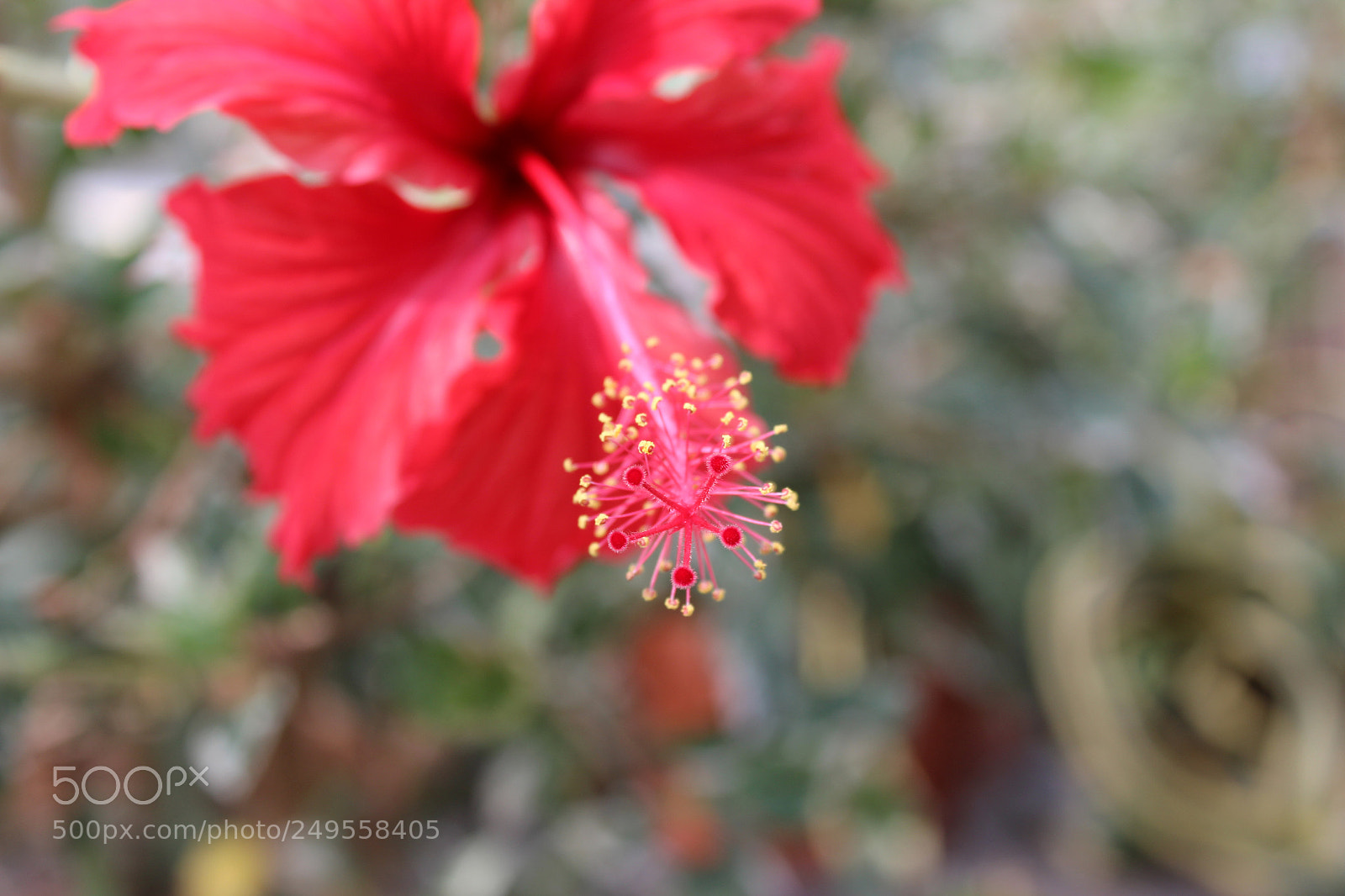 Canon EOS 600D (Rebel EOS T3i / EOS Kiss X5) sample photo. Img photography