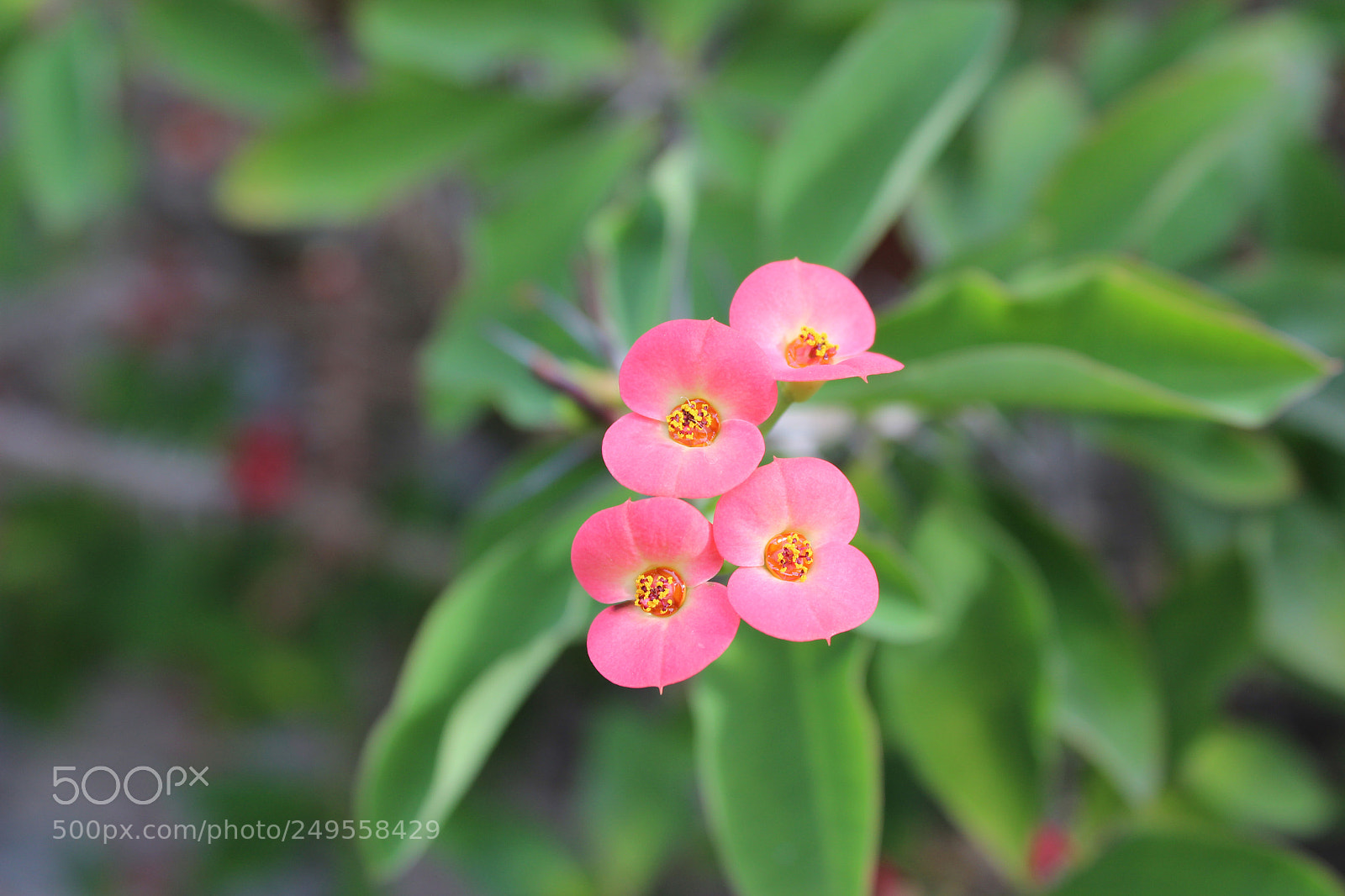 Canon EOS 600D (Rebel EOS T3i / EOS Kiss X5) sample photo. Img photography
