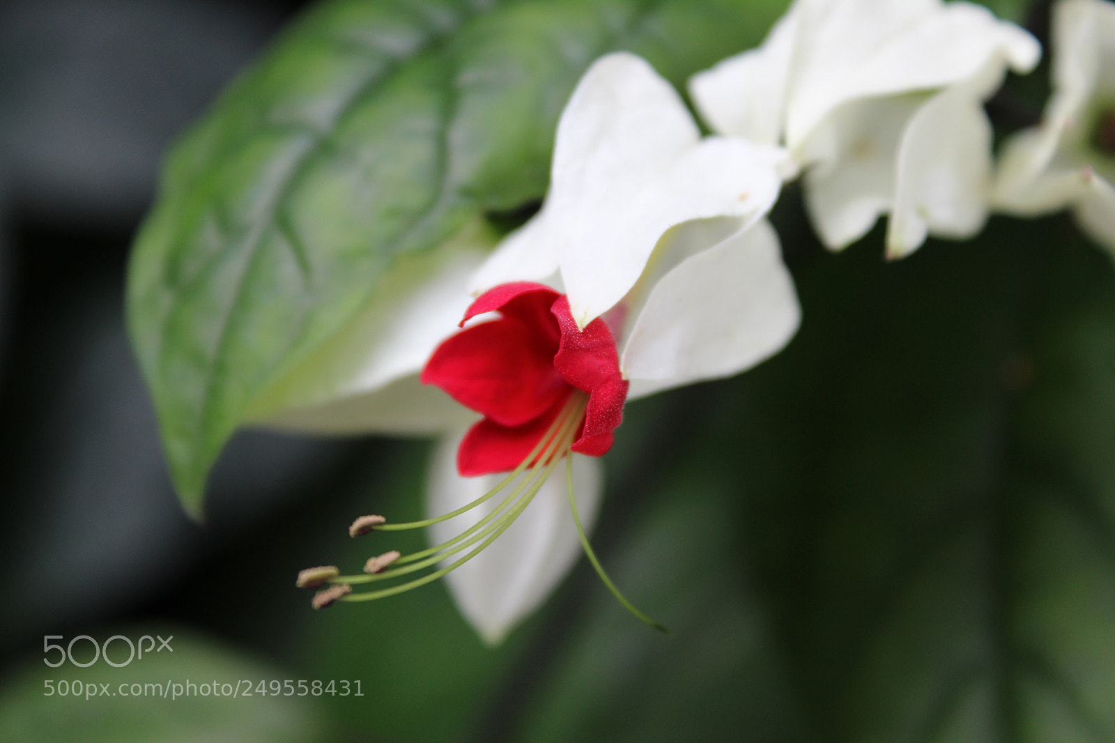 Canon EOS 600D (Rebel EOS T3i / EOS Kiss X5) sample photo. Img photography