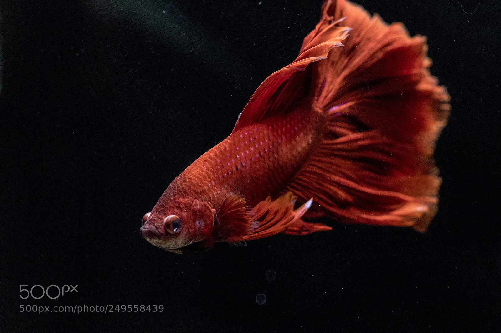 Canon EOS 5D Mark IV sample photo. Untitled photography