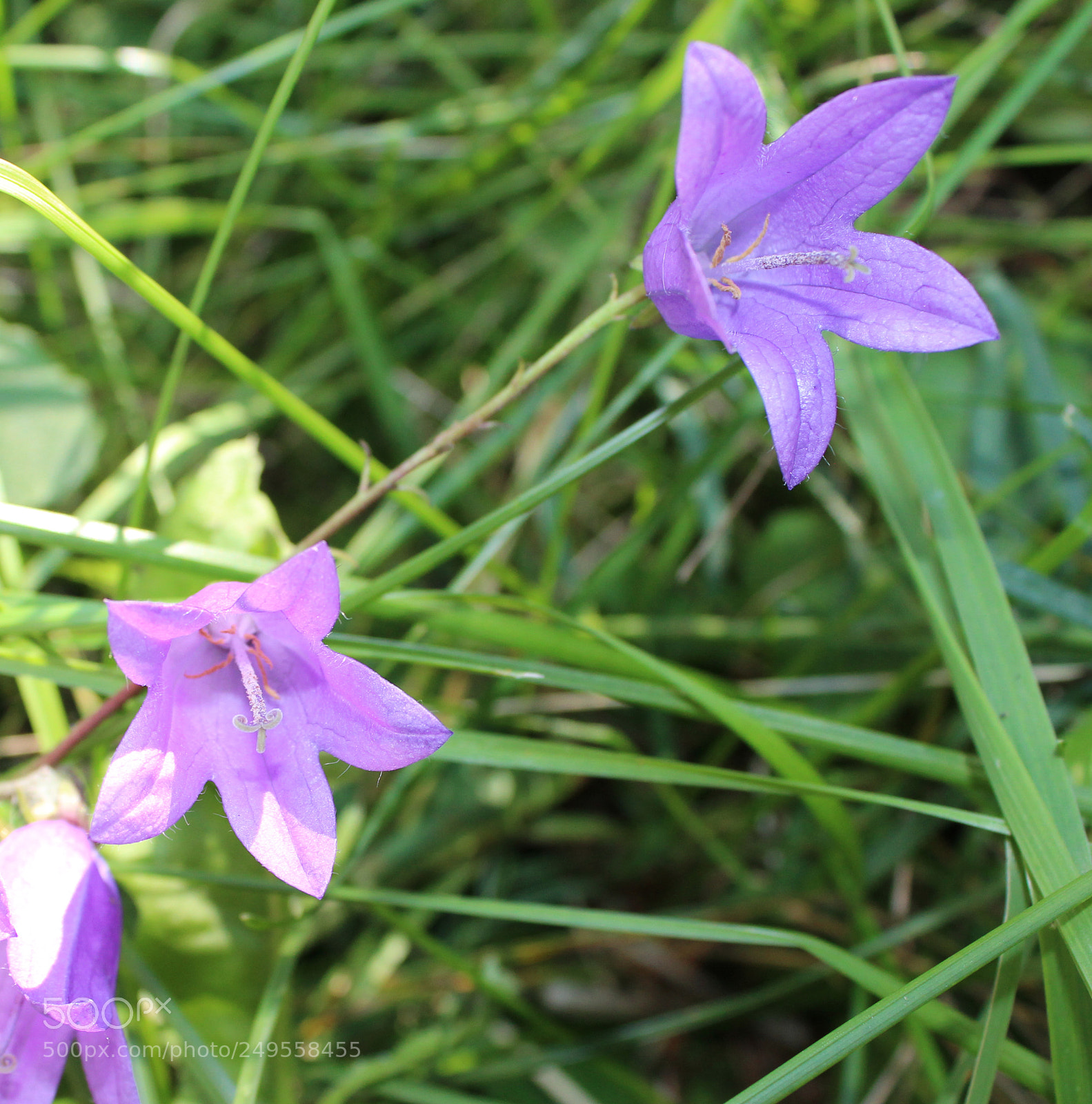 Canon EOS 600D (Rebel EOS T3i / EOS Kiss X5) sample photo. Img photography