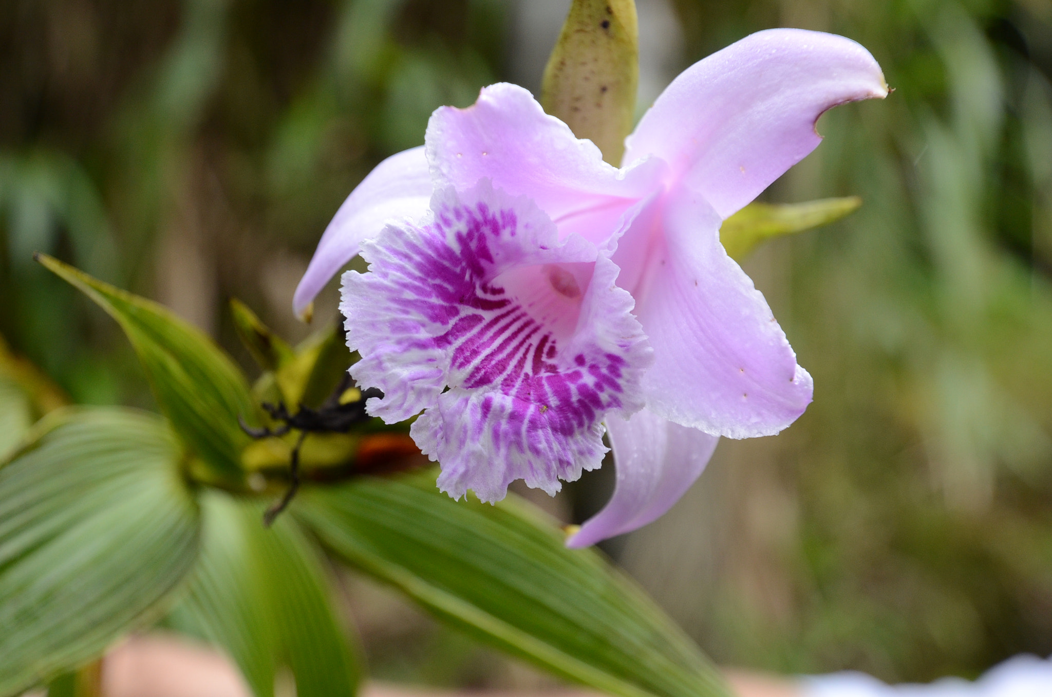 Nikon D7000 sample photo. Orchidee growing beside the street photography