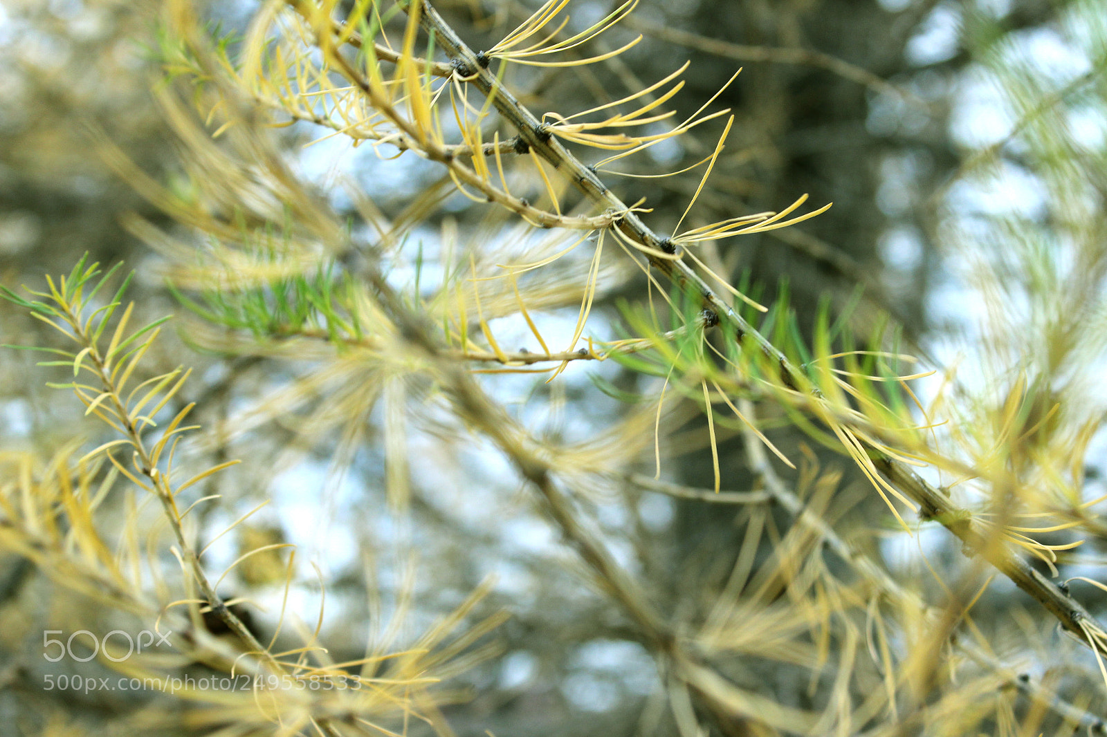 Canon EOS 600D (Rebel EOS T3i / EOS Kiss X5) sample photo. Img photography