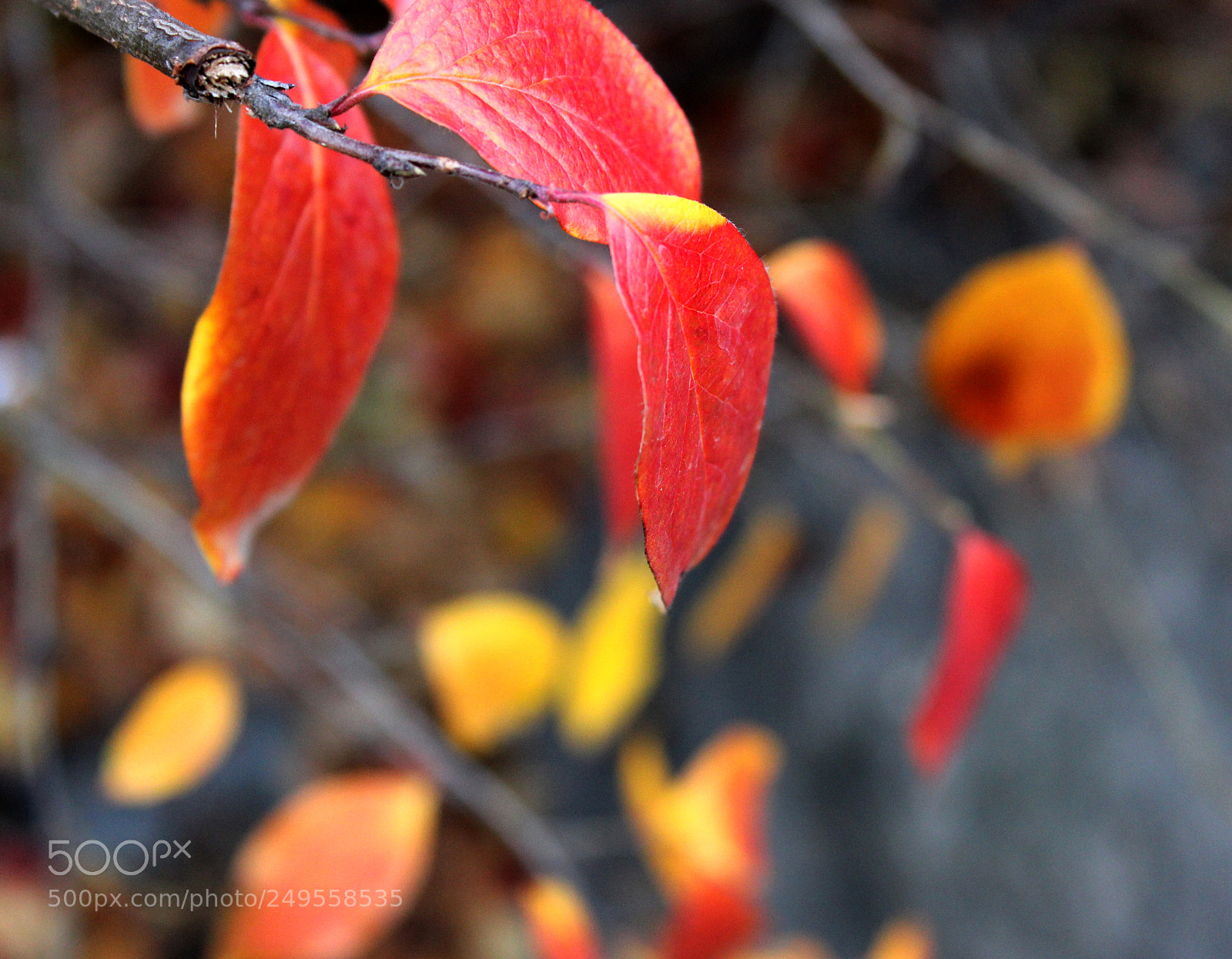 Canon EOS 600D (Rebel EOS T3i / EOS Kiss X5) sample photo. Img photography
