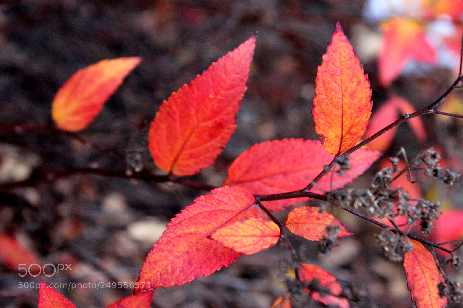 Canon EOS 600D (Rebel EOS T3i / EOS Kiss X5) sample photo. Img photography