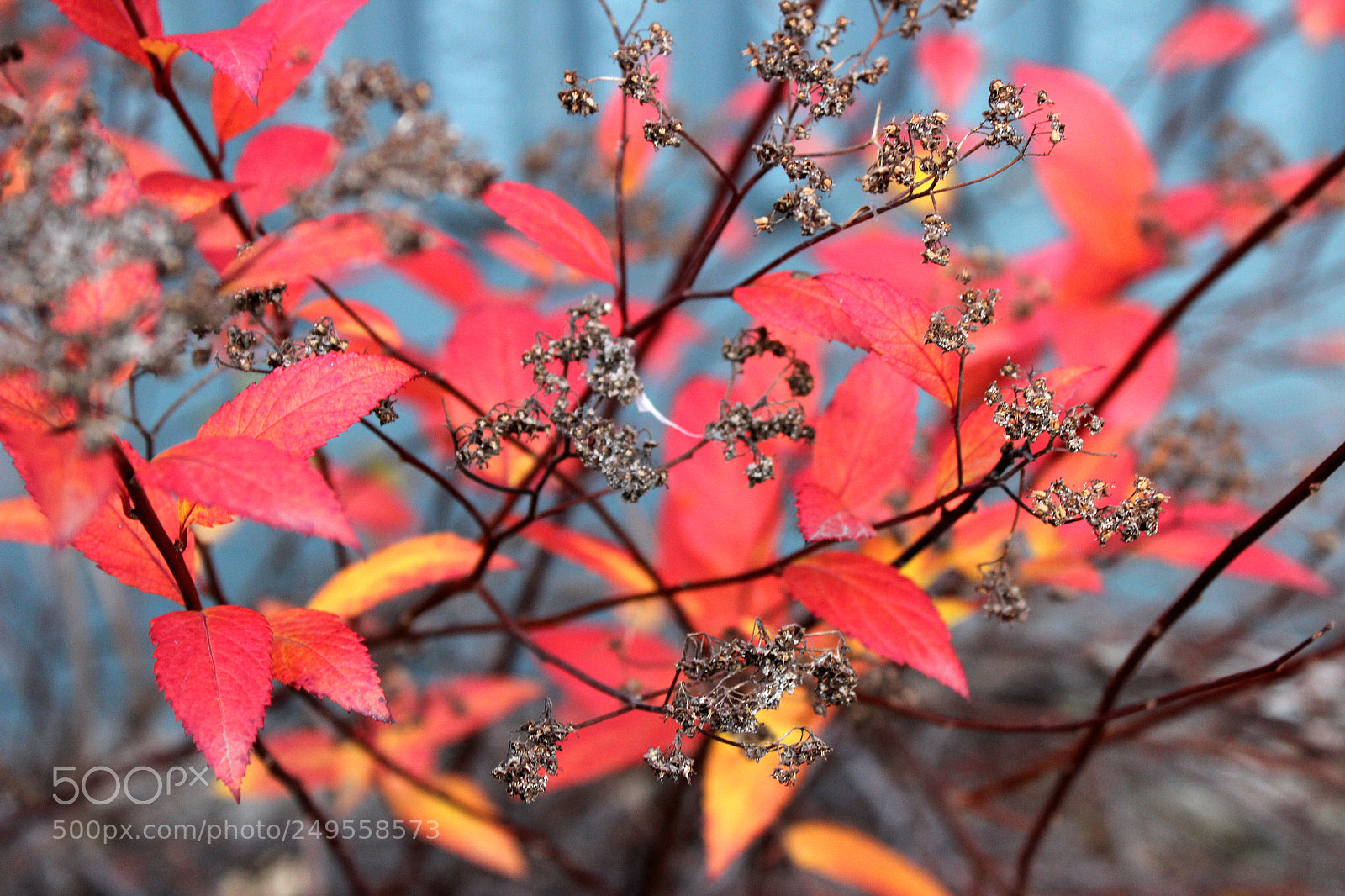 Canon EOS 600D (Rebel EOS T3i / EOS Kiss X5) sample photo. Img photography