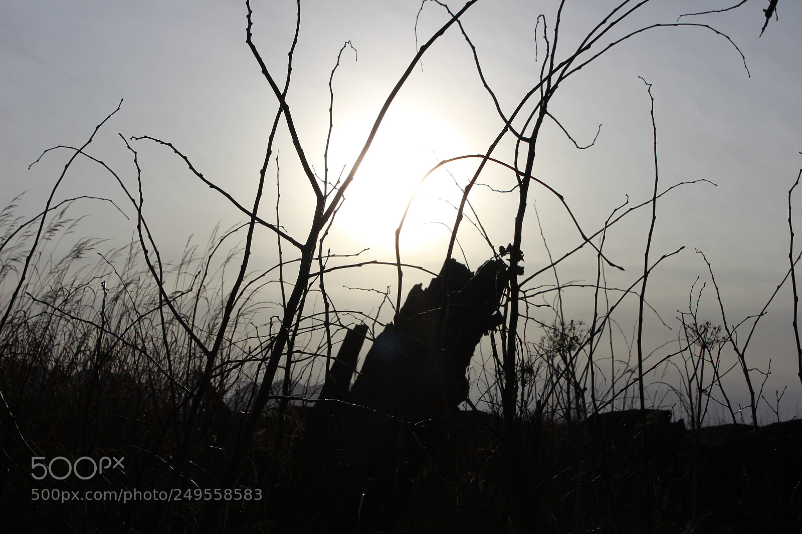 Canon EOS 600D (Rebel EOS T3i / EOS Kiss X5) sample photo. Img photography