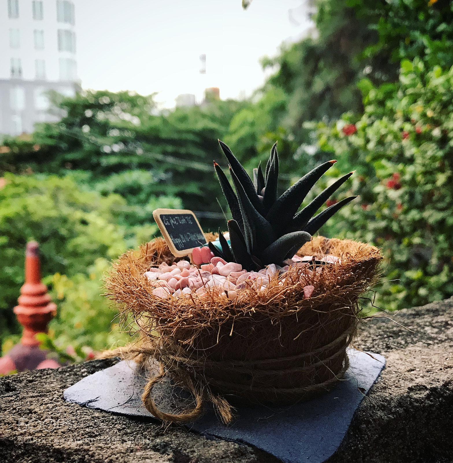 Apple iPhone 7 Plus sample photo. Tree! photography