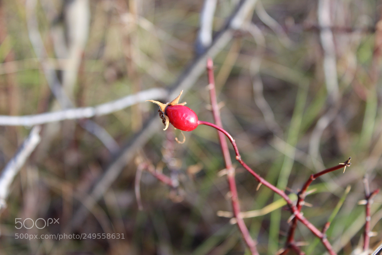 Canon EOS 600D (Rebel EOS T3i / EOS Kiss X5) sample photo. Img photography