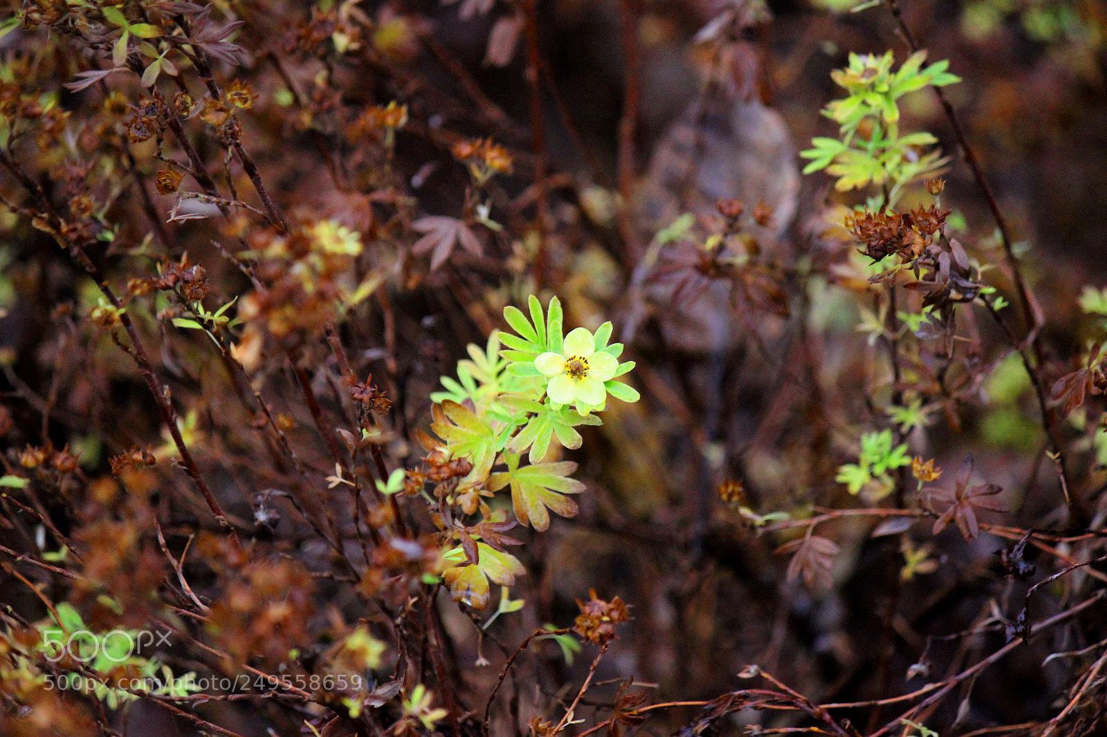 Canon EOS 600D (Rebel EOS T3i / EOS Kiss X5) sample photo. Img photography