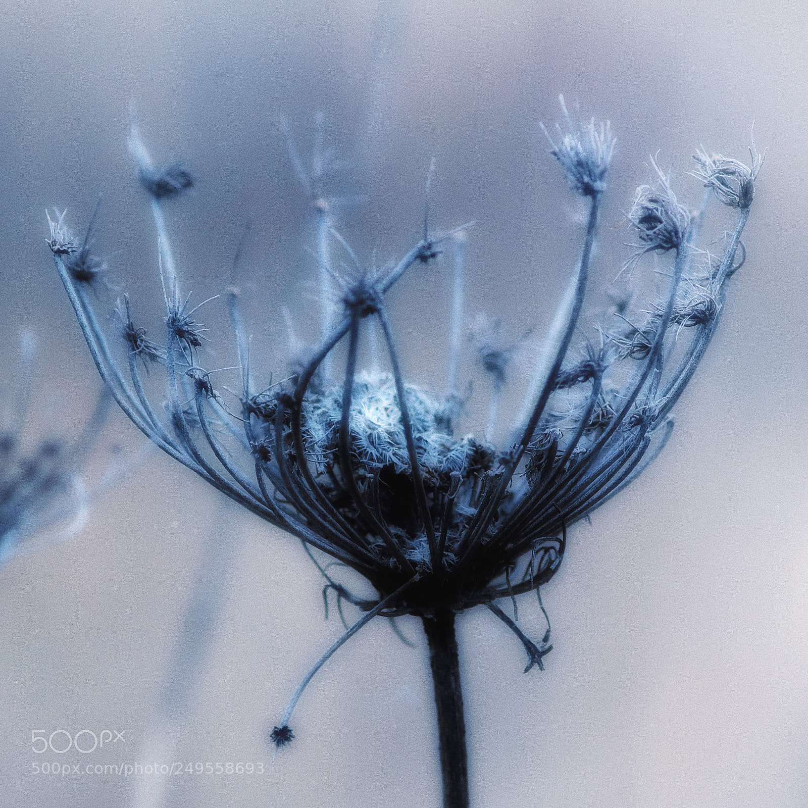 Canon EOS 100D (EOS Rebel SL1 / EOS Kiss X7) sample photo. Winter queen anne's lace photography